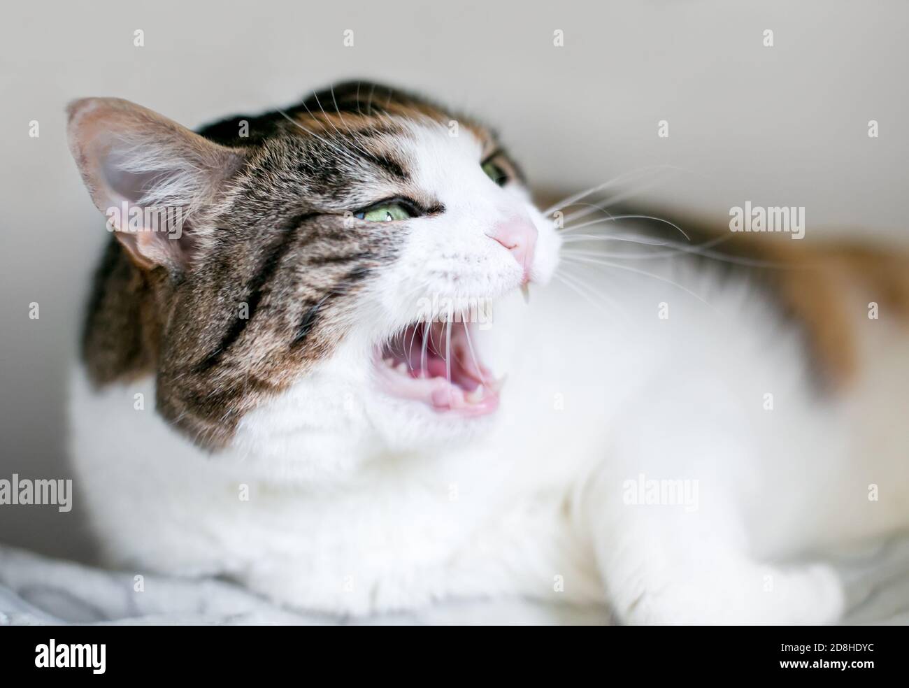 Un calico adirato tabby domestico shortair gatto sibilante Foto Stock