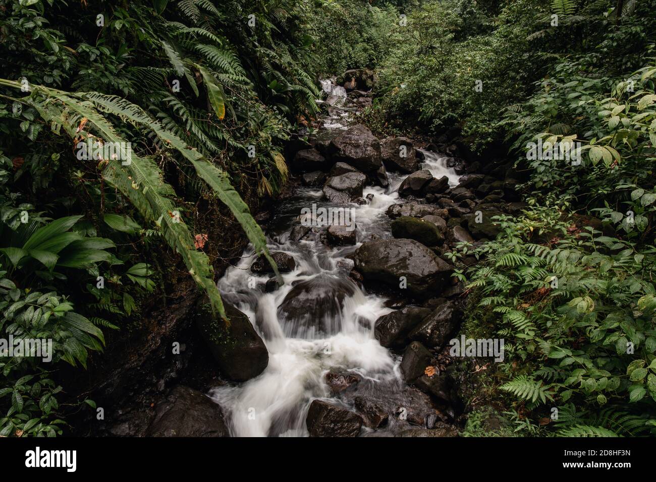 Un fiume corre in una bella foresta tropicale piena di alberi e piante tropicali Foto Stock