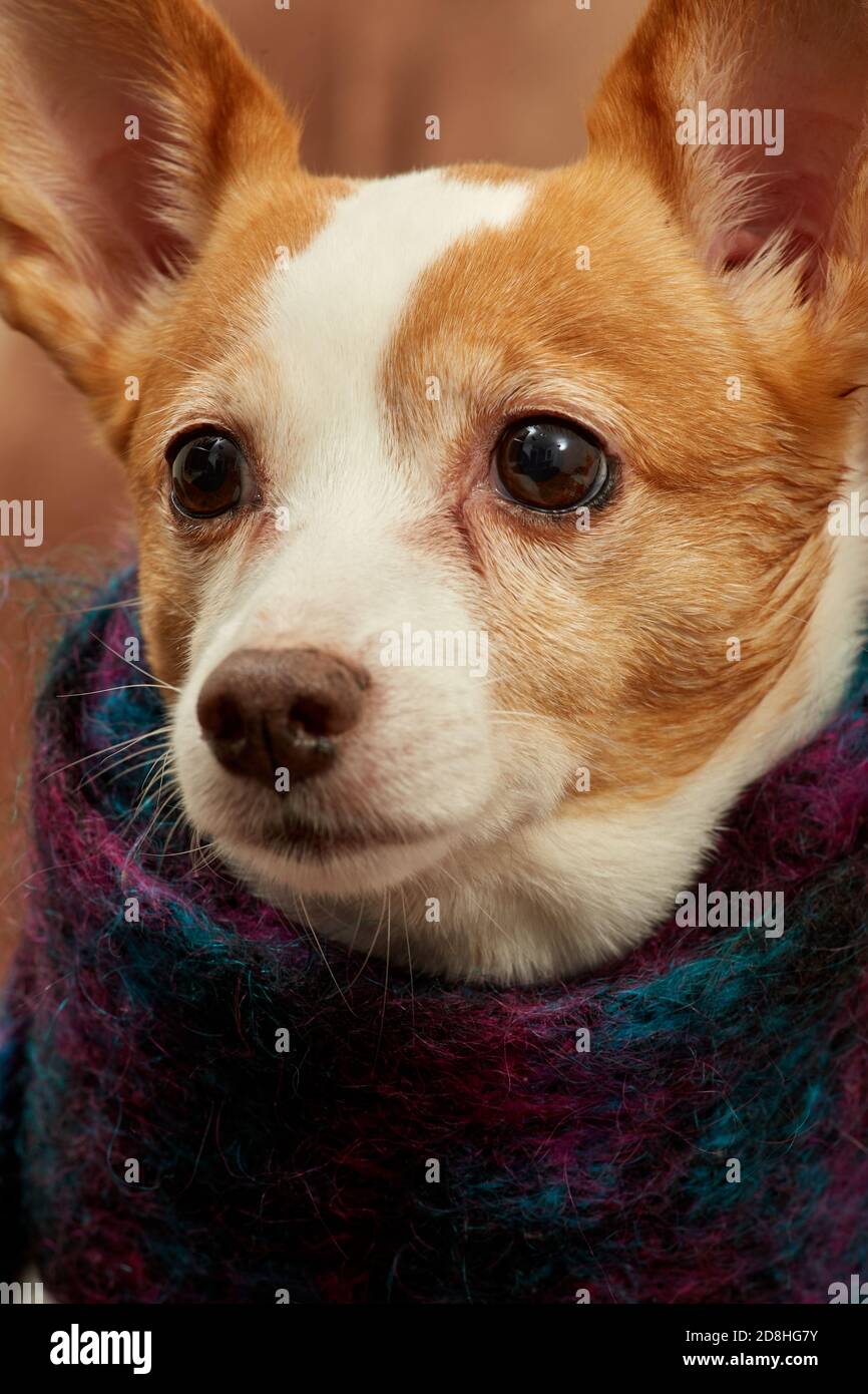 Jack Russell Terrier cane con sciarpa guarda oltre closeup ritratto Foto Stock Jack Russell Terrier cane con sciarpa guarda oltre closeup ritratto Foto Stock