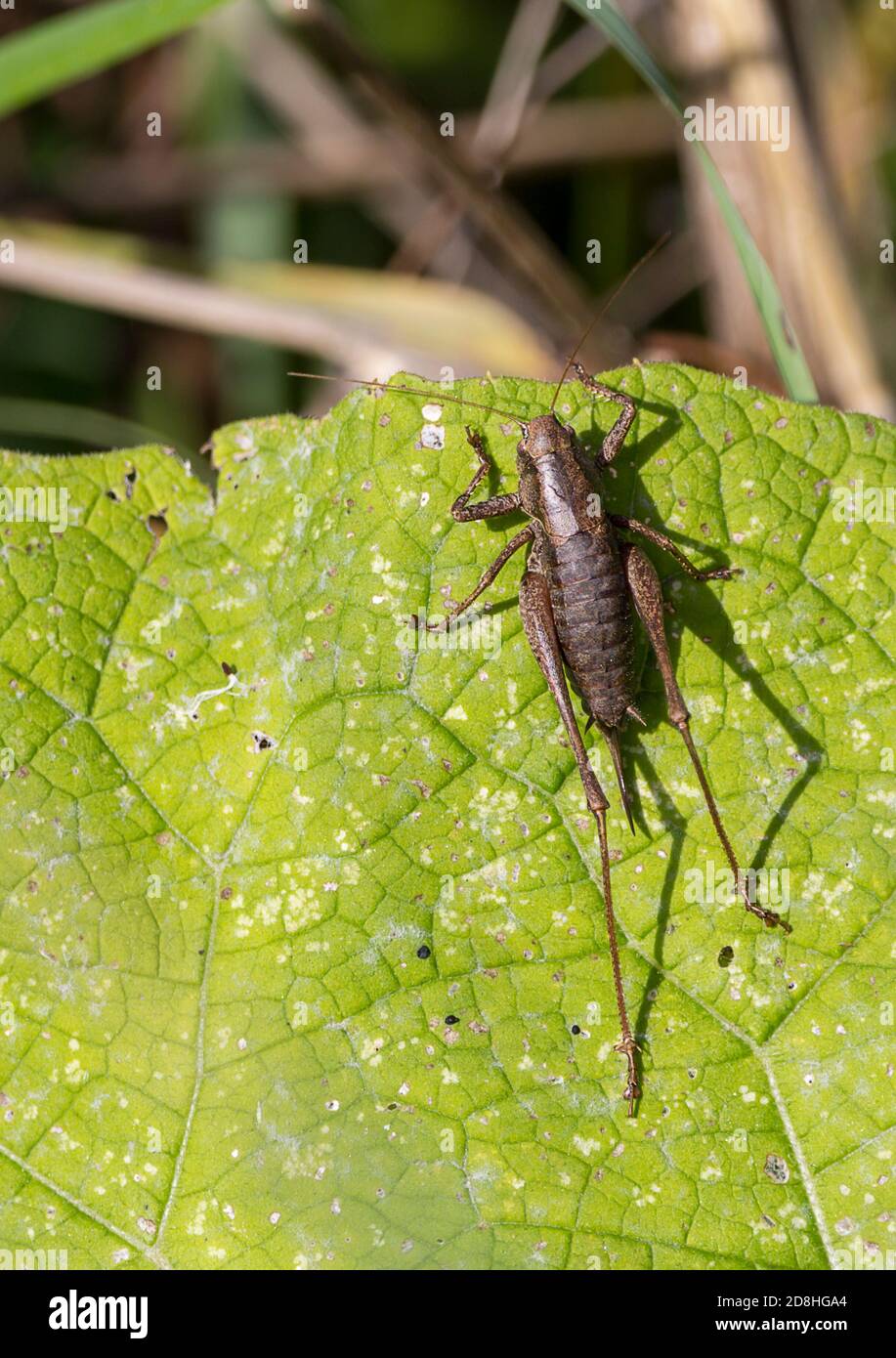 Cupo bush cricket Pholidoptera griseoaptera corpo in marmo marrone scuro con ovipositore ricurvo femminile. Anteriori gambe posteriori grandi vestigie lunghe antenne Foto Stock