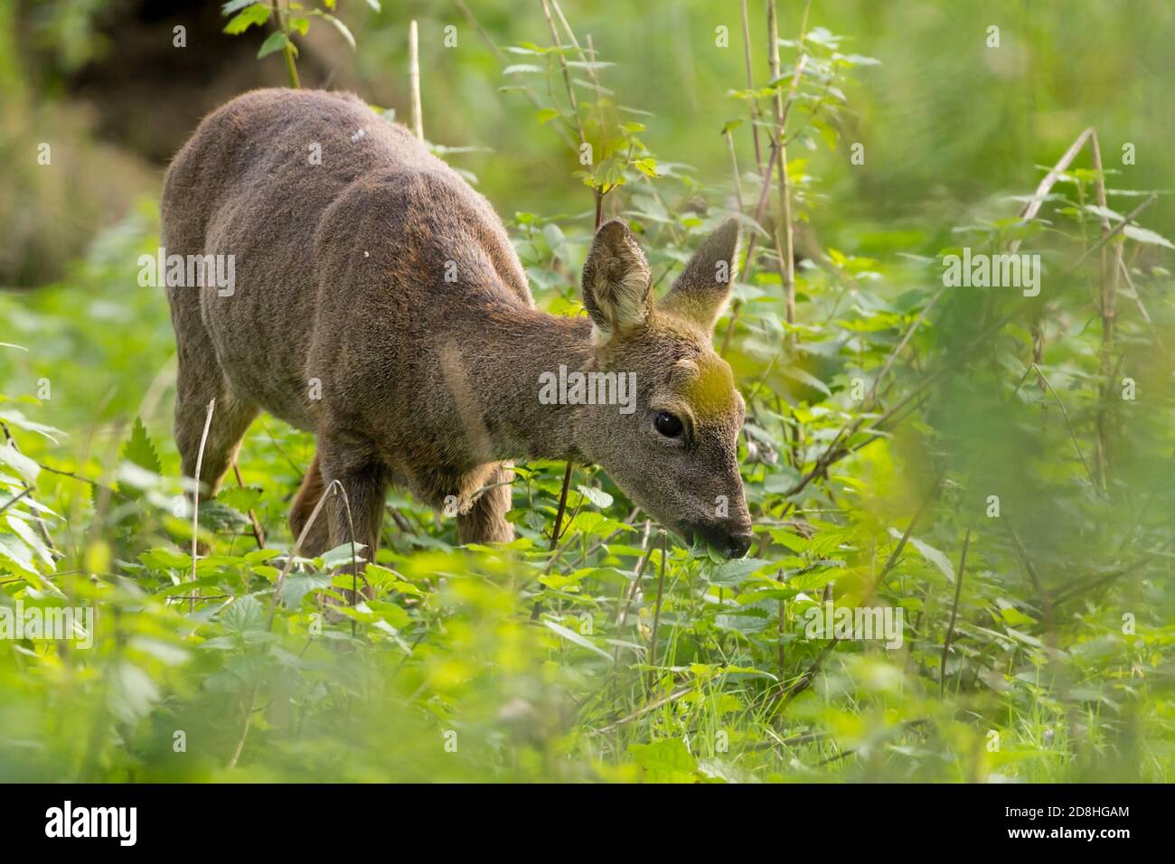 Capriolo (Capreolus x2) femmina non antlers nativo della Gran Bretagna più piccolo di cervo rosso. Habitat del bosco nella riserva naturale. Cappotto marrone grigio rossastro. Foto Stock