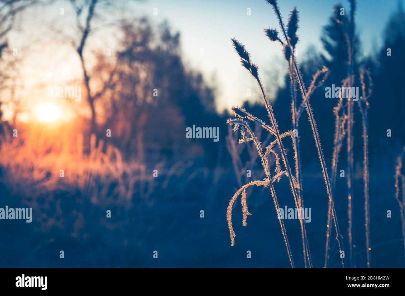 Scenario invernale soleggiato con erba frozenata durante il mattino gelido. Foto Stock