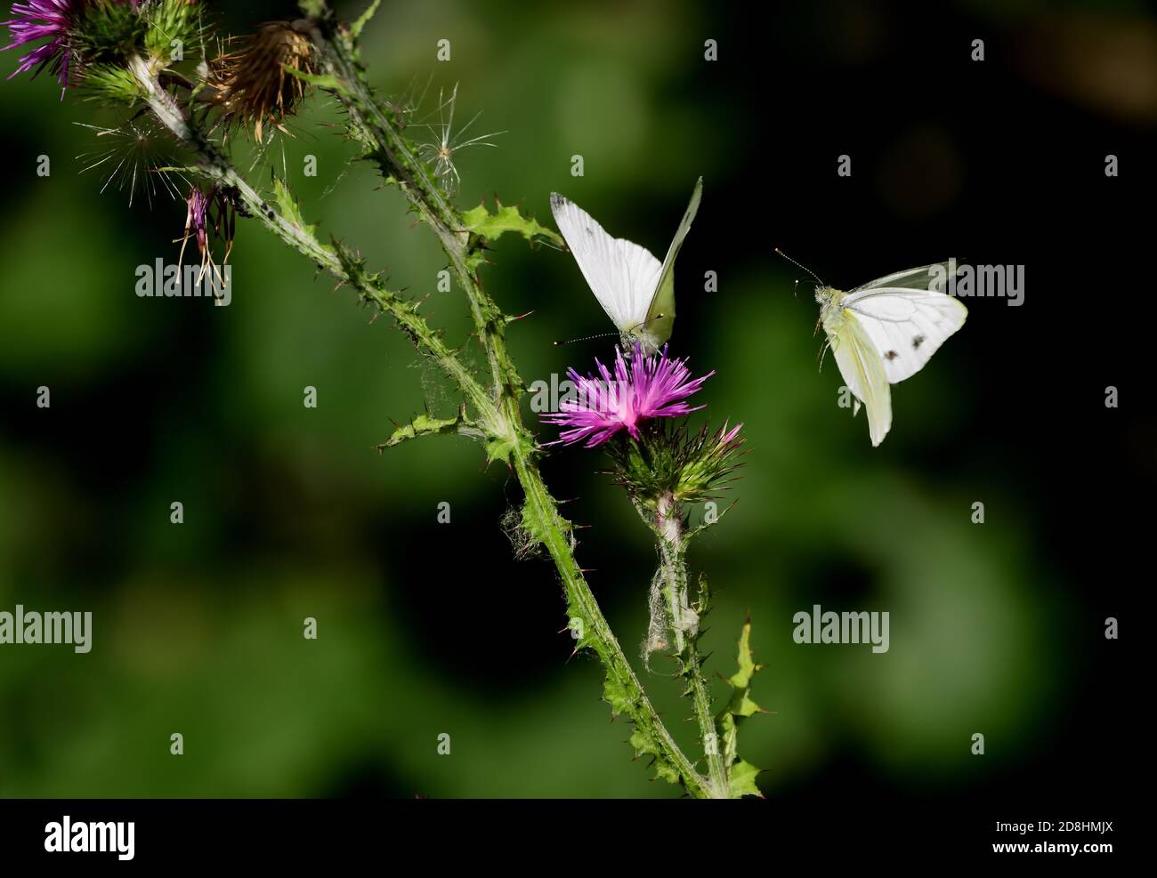 Macro fotografia di una coppia di bianchi venati verdi (Pieris napi), una farfalla della famiglia Pieridae, che vola nella fase di pre-accoppiamento. Foto Stock