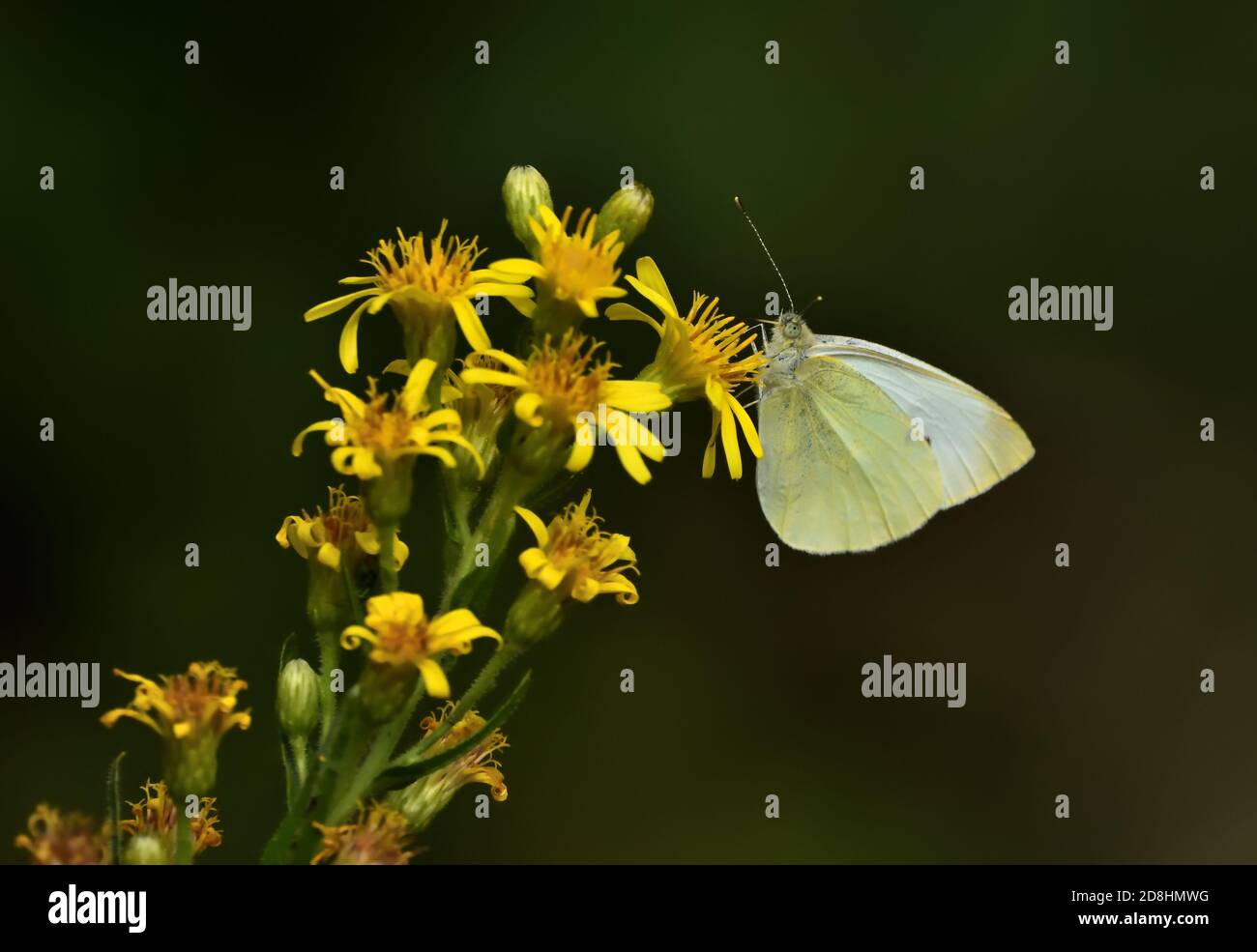 Macro fotografia di un esemplare isolato di piccolo bianco (Pieris rapae), una farfalla della famiglia Pieridae, che si nutra nel suo ambiente naturale. Foto Stock