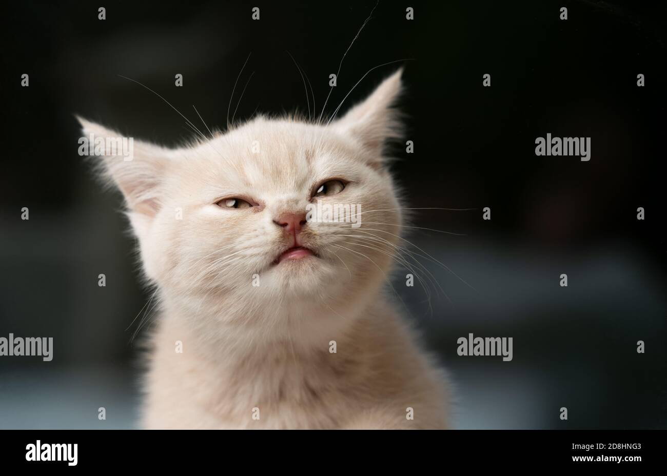 carino gattino shorthair britannico color crema che fa un viso divertente Foto Stock