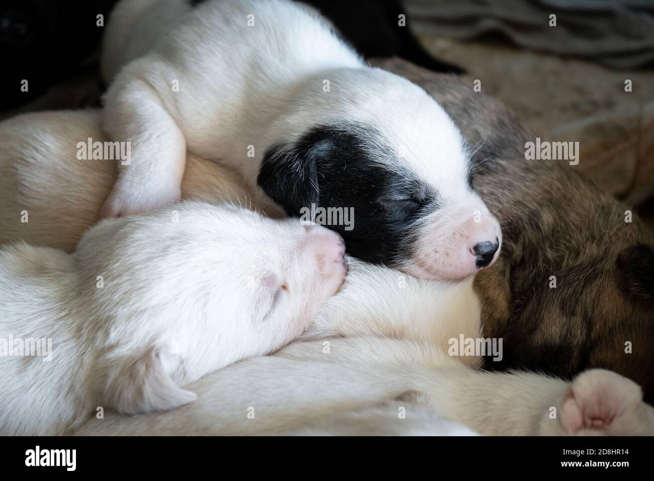 Carino cucciolo maschio di cane neonato che dorme con i suoi fratelli Foto Stock