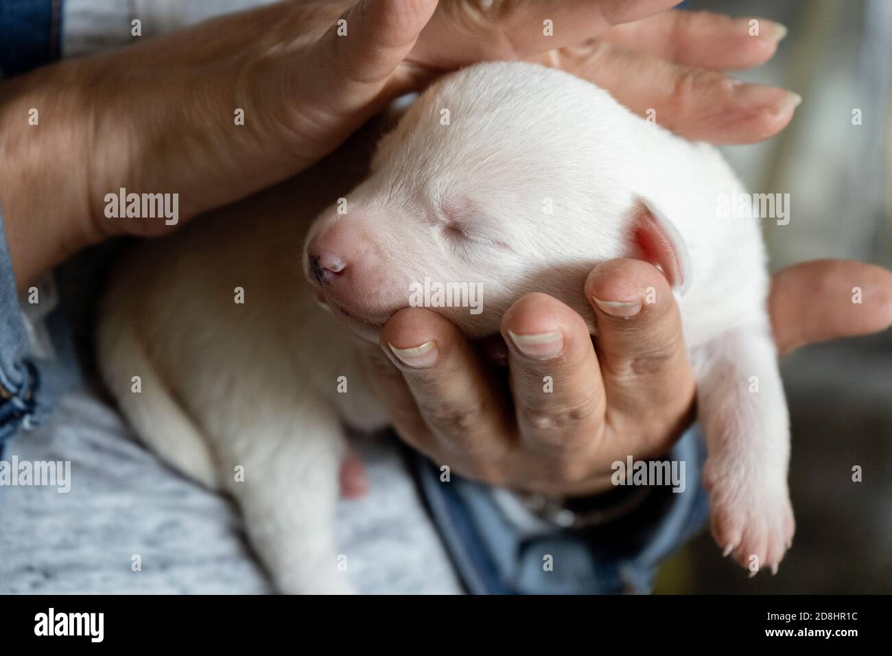 Cucciolo di cane appena nato immagini e fotografie stock ad alta