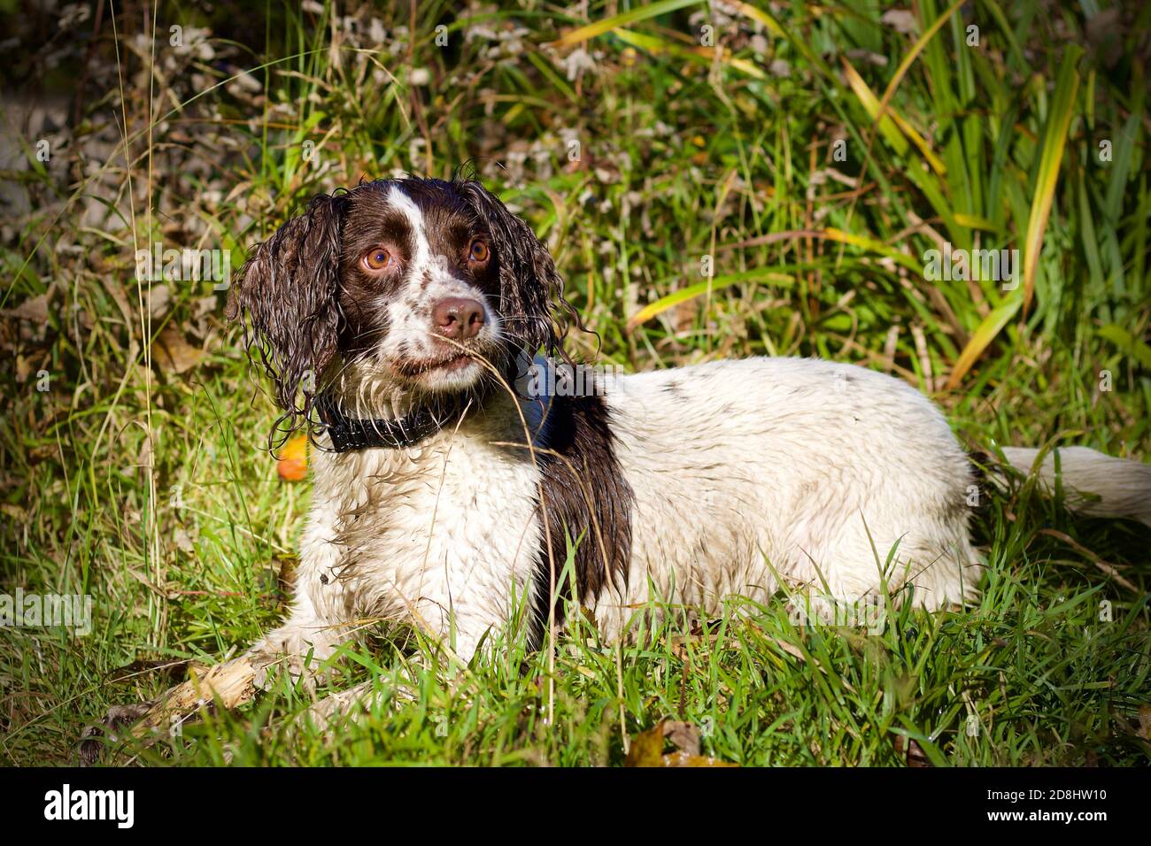 Inglese Springer Spaniel sdraiato in erba Foto Stock