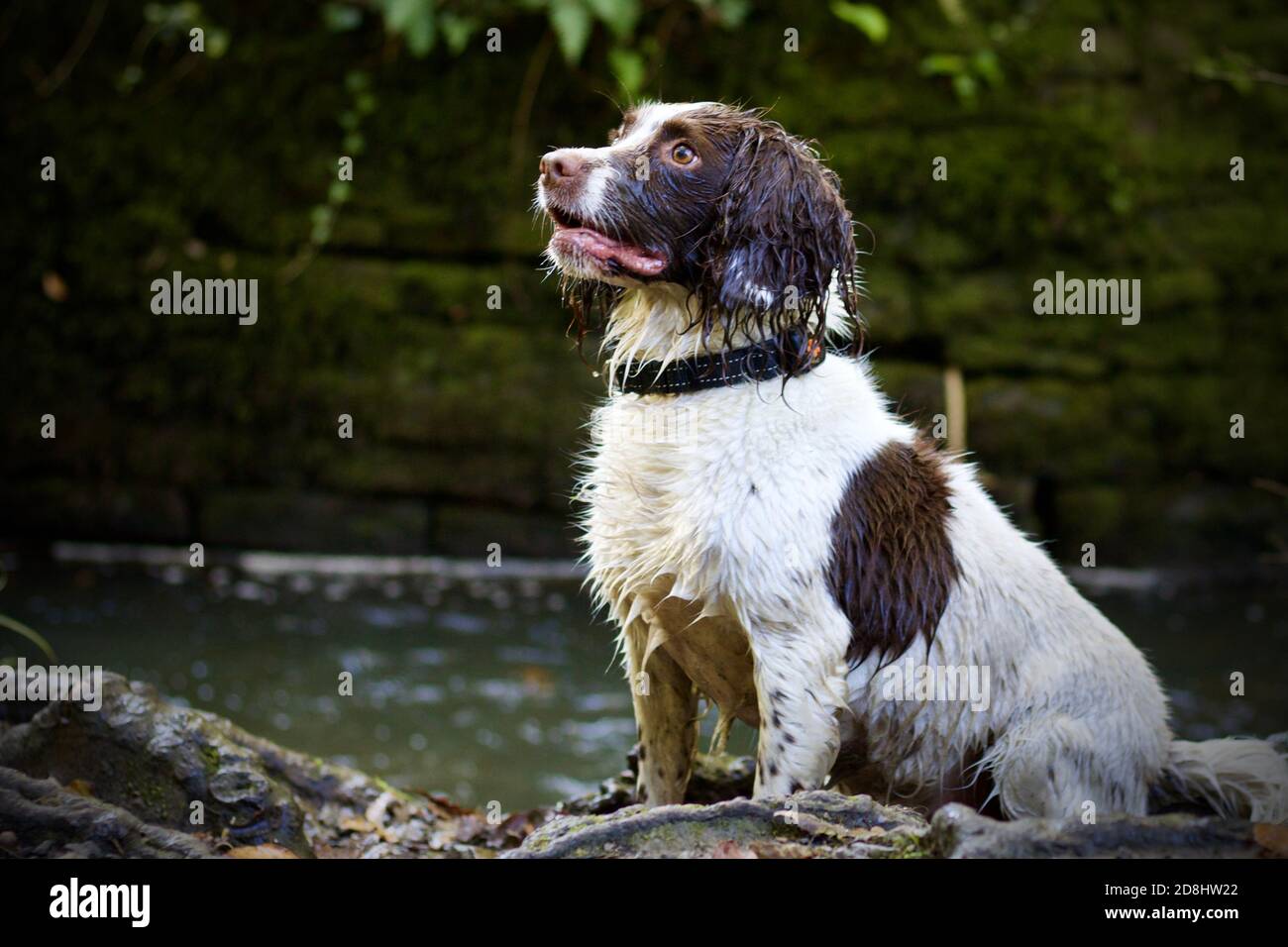 Inglese Springer Spaniel seduta guardando in su da un fiume Foto Stock