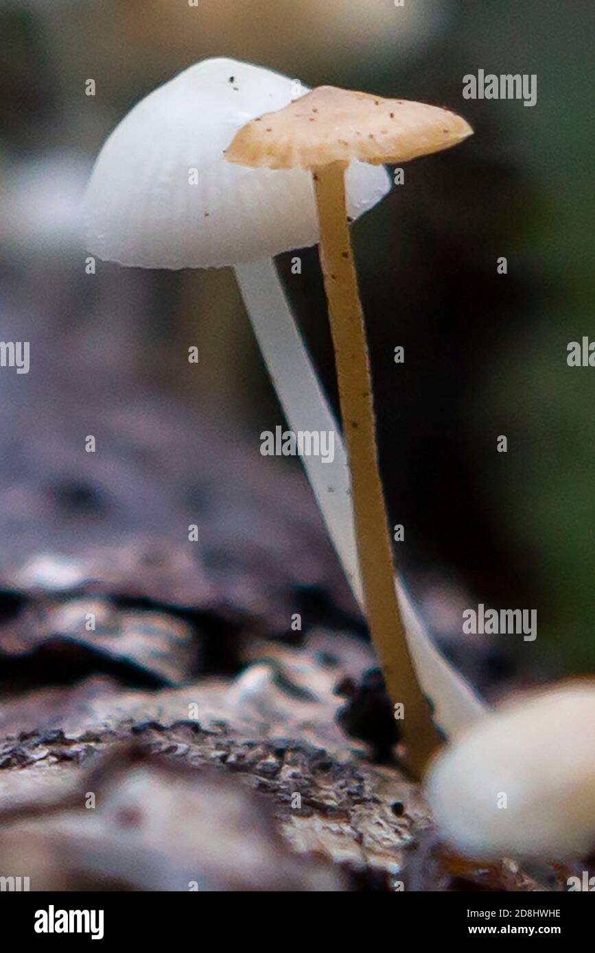 Funghi selvatici nei dettagli Foto Stock