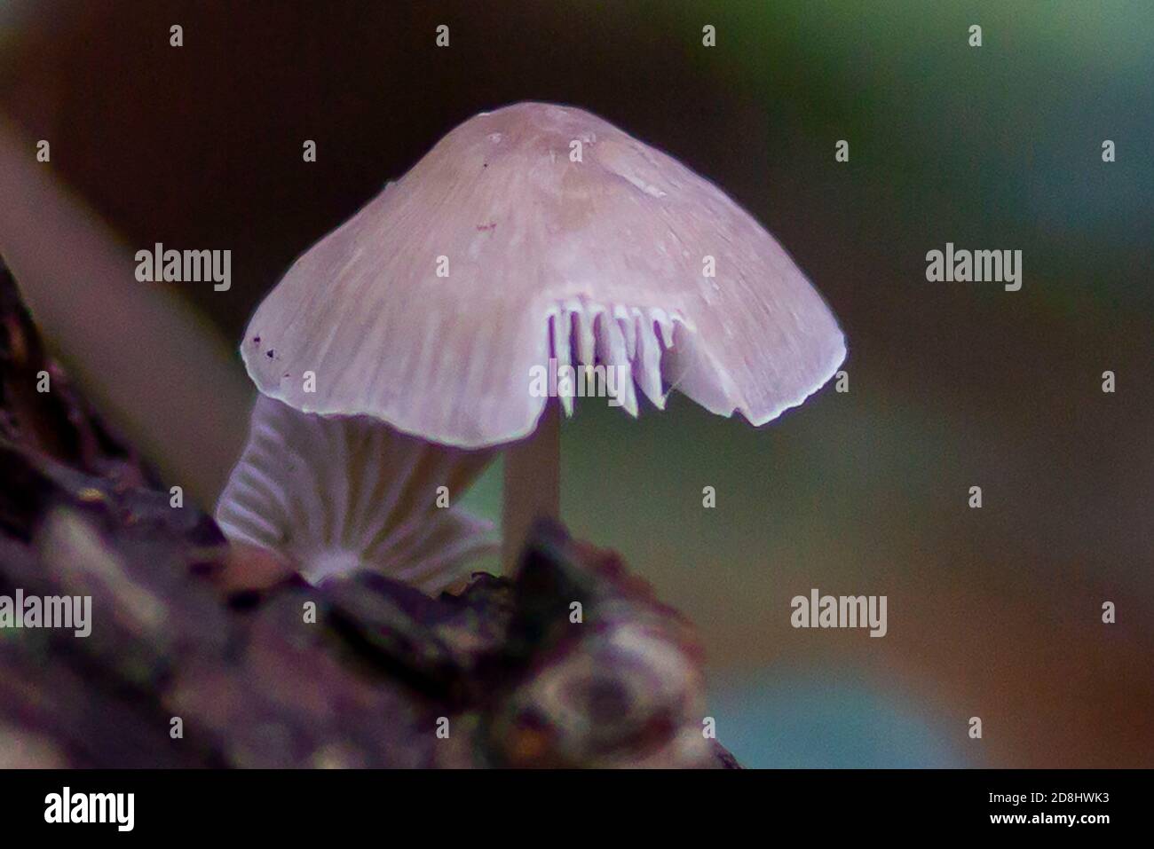 Funghi selvatici nei dettagli Foto Stock