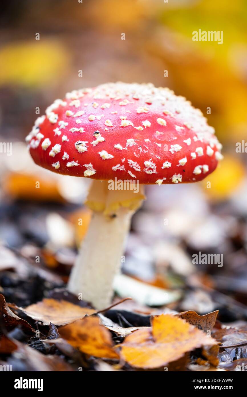 Fly agaric funghi su pavimento di bosco in autunno, Bucklebury Common, West Berkshire, Inghilterra, Regno Unito, Europa Foto Stock