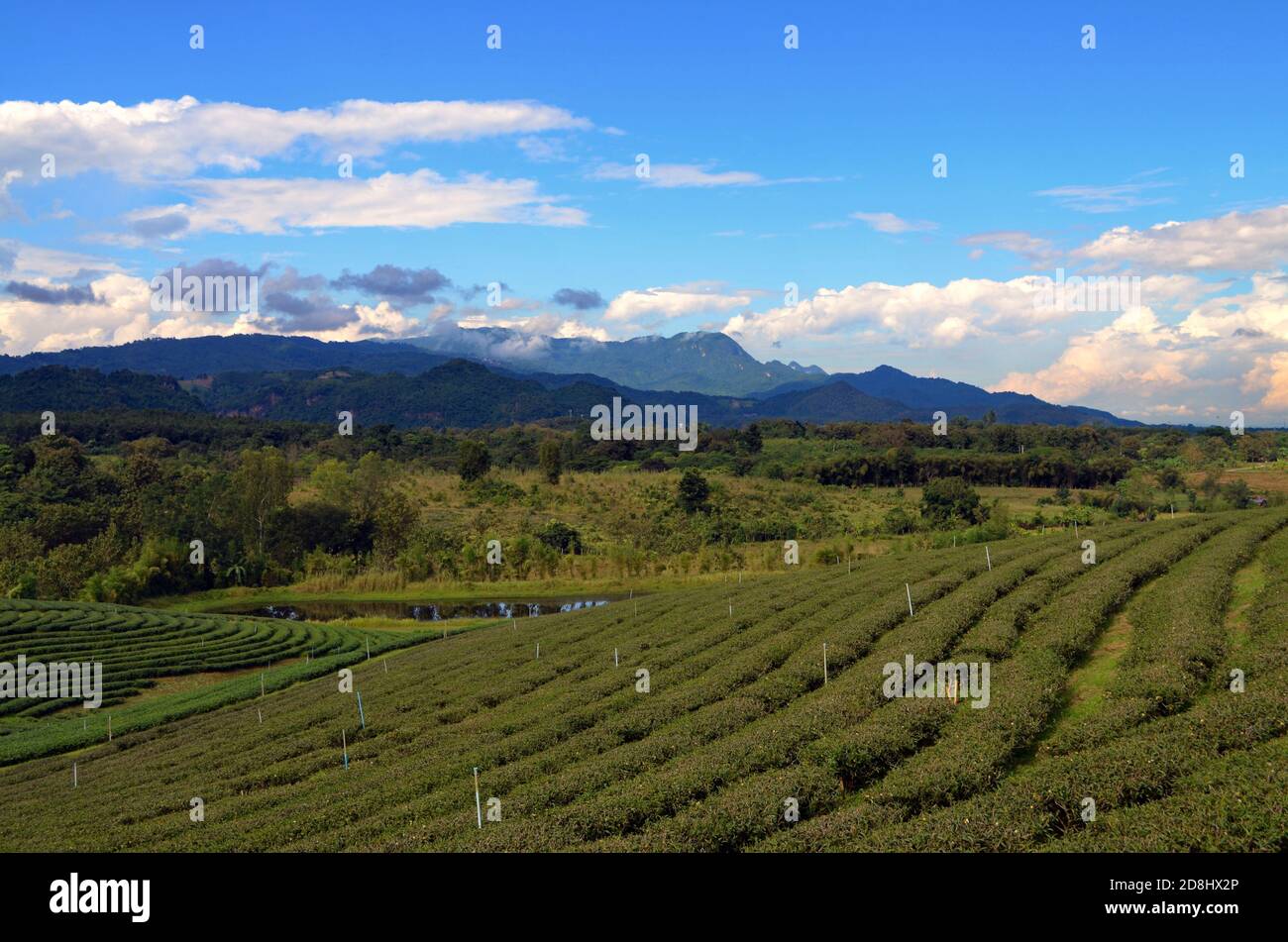 Thailandia - piantagione di tè Choui Fong Foto Stock