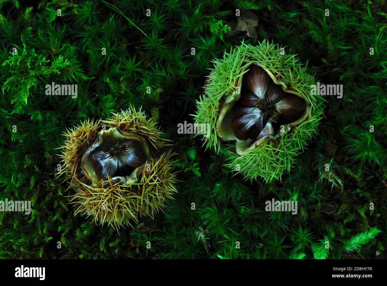castagne dolci sul muschio Foto Stock