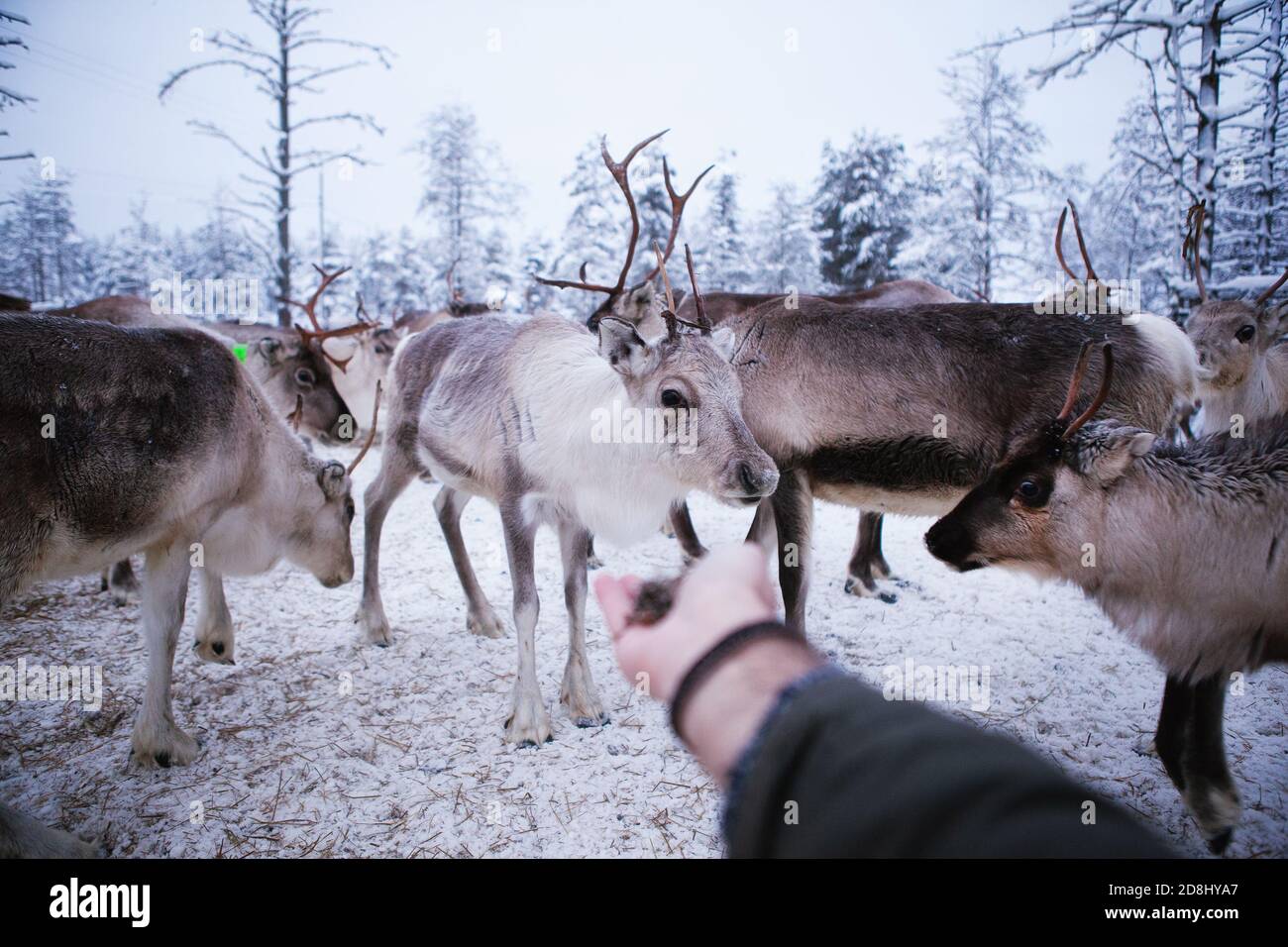 Renna gregge. L'uomo alimenta gli animali dalla mano. Lapponia, Finlandia settentrionale Foto Stock