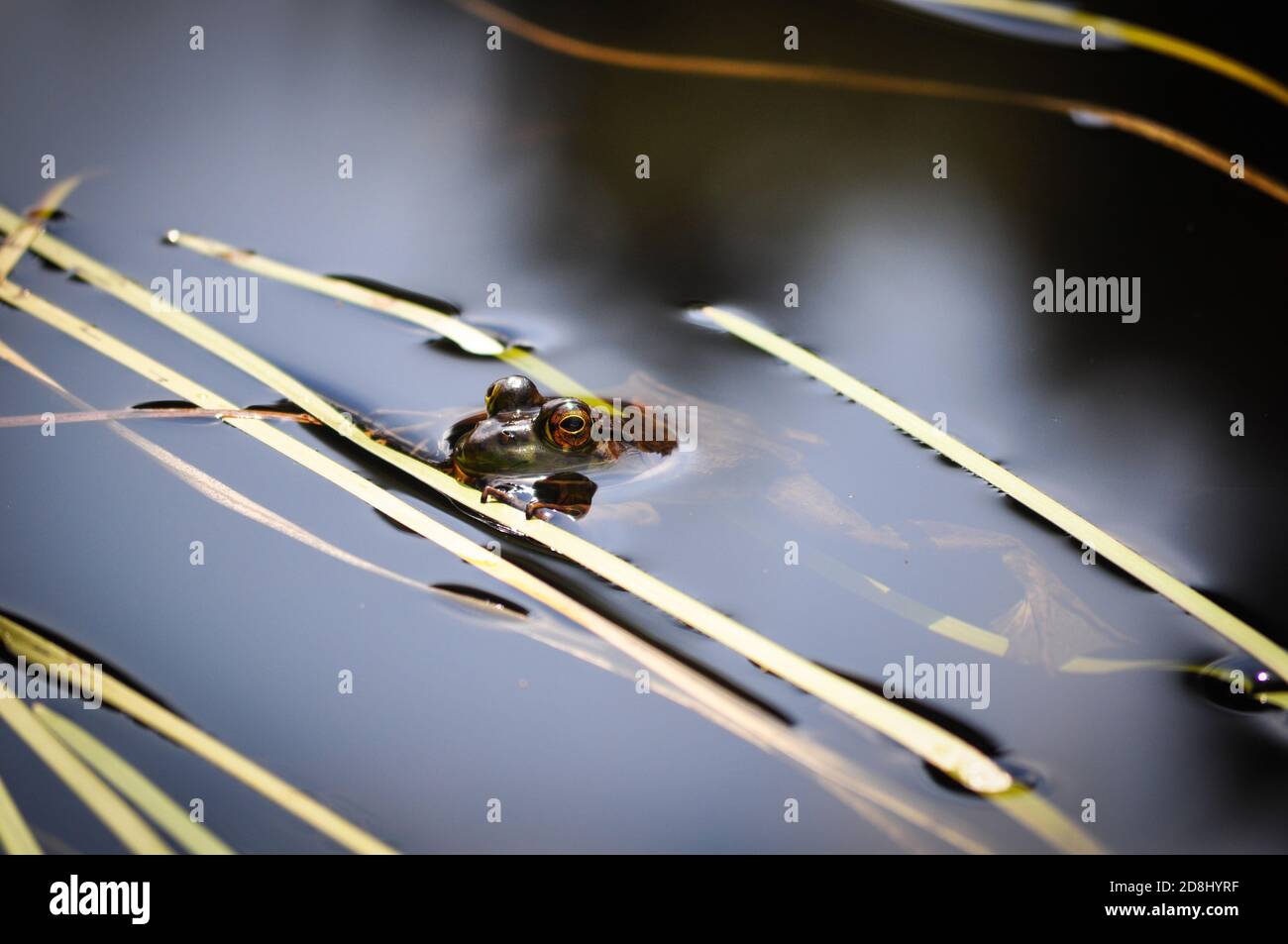 Rana visto mentre Canoismo nel Parco Provinciale Algonquin dell'Ontario, ONTARIO, CANADA. Foto Stock