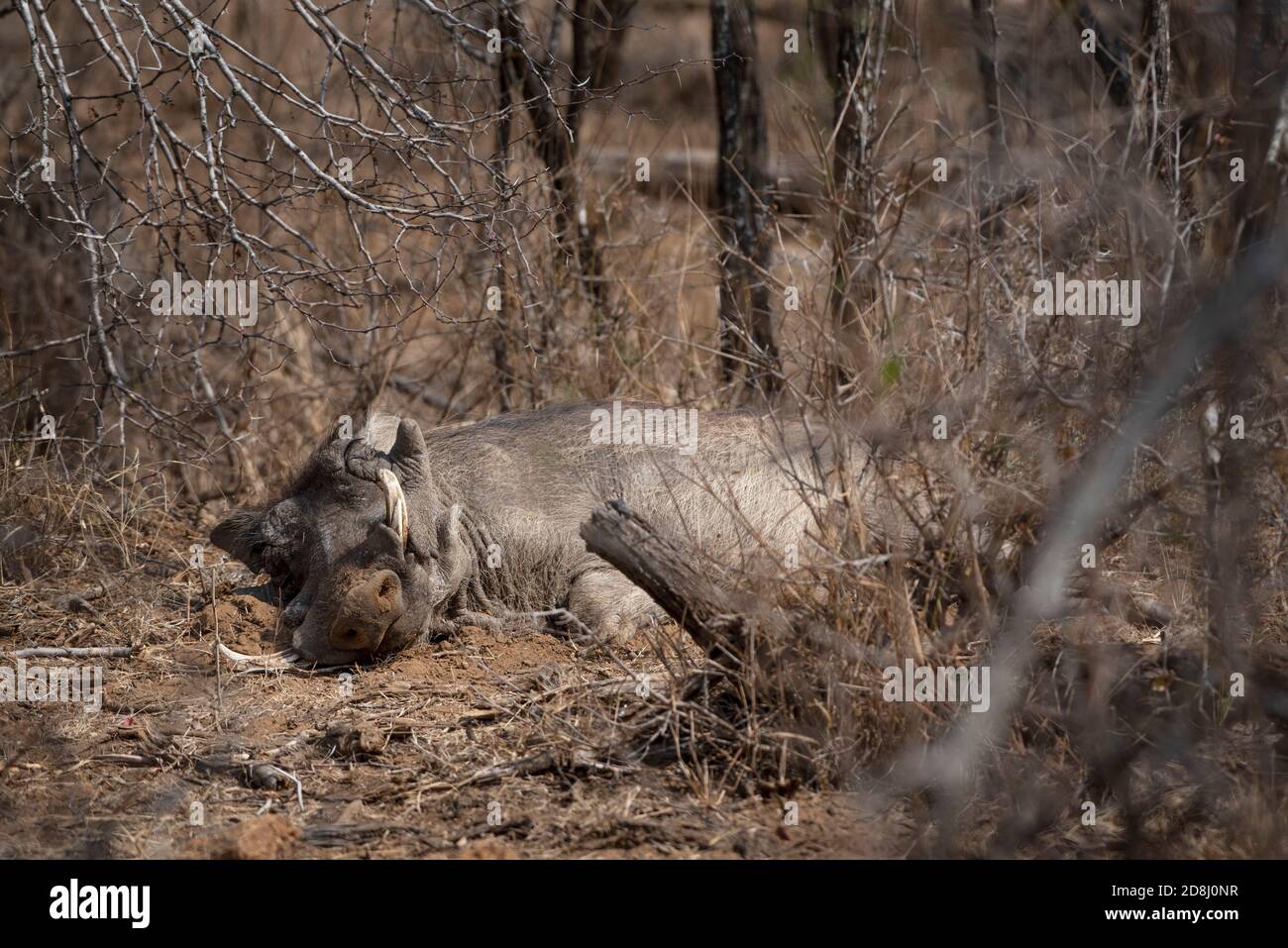Un warthog maschio addormentò velocemente in una giornata calda Foto Stock