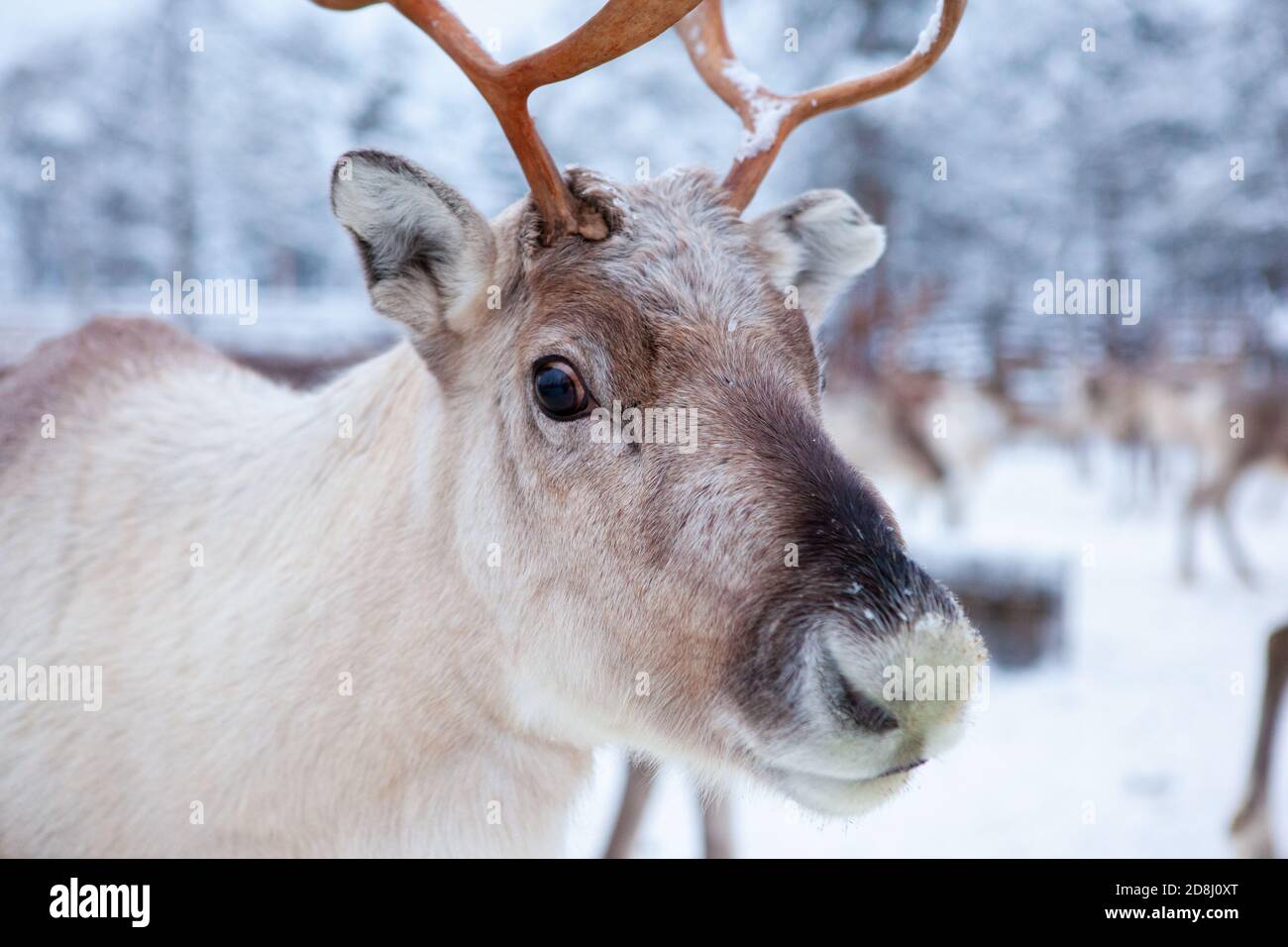 Renna, in inverno, Lapponia, Finlandia settentrionale. Animali da vicino Foto Stock