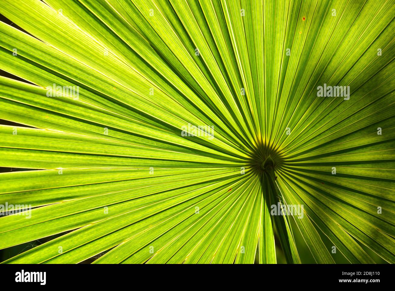 Facciate Palmetto retroilluminate dal sole, Florida Keys, Florida, USA. Foto Stock