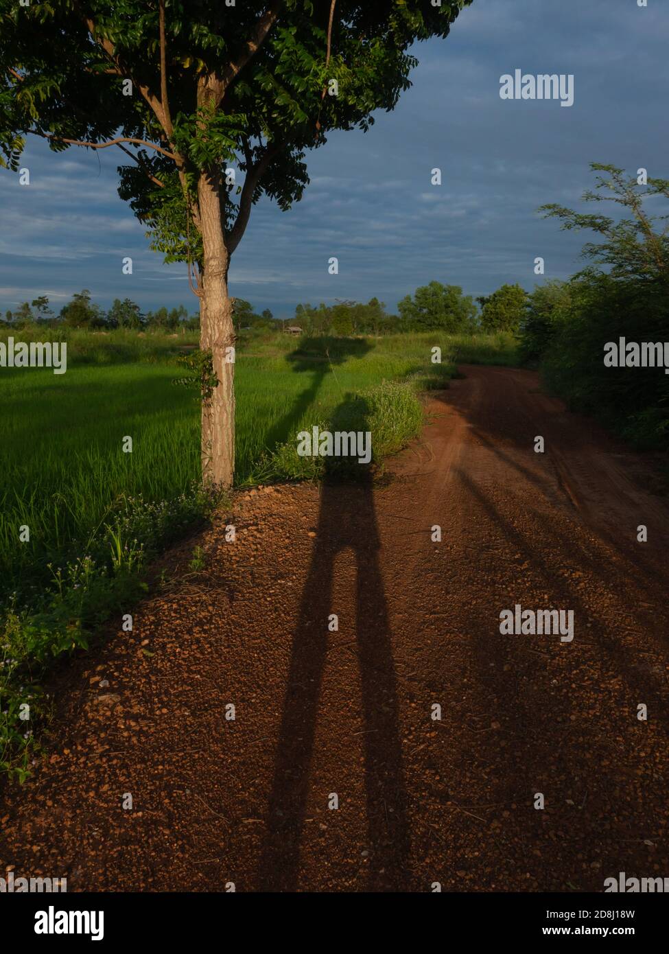 Ombra umana sulla terra nella mattina presto. La mia ombra e l'albero al campo di riso con bella natura. Foto Stock
