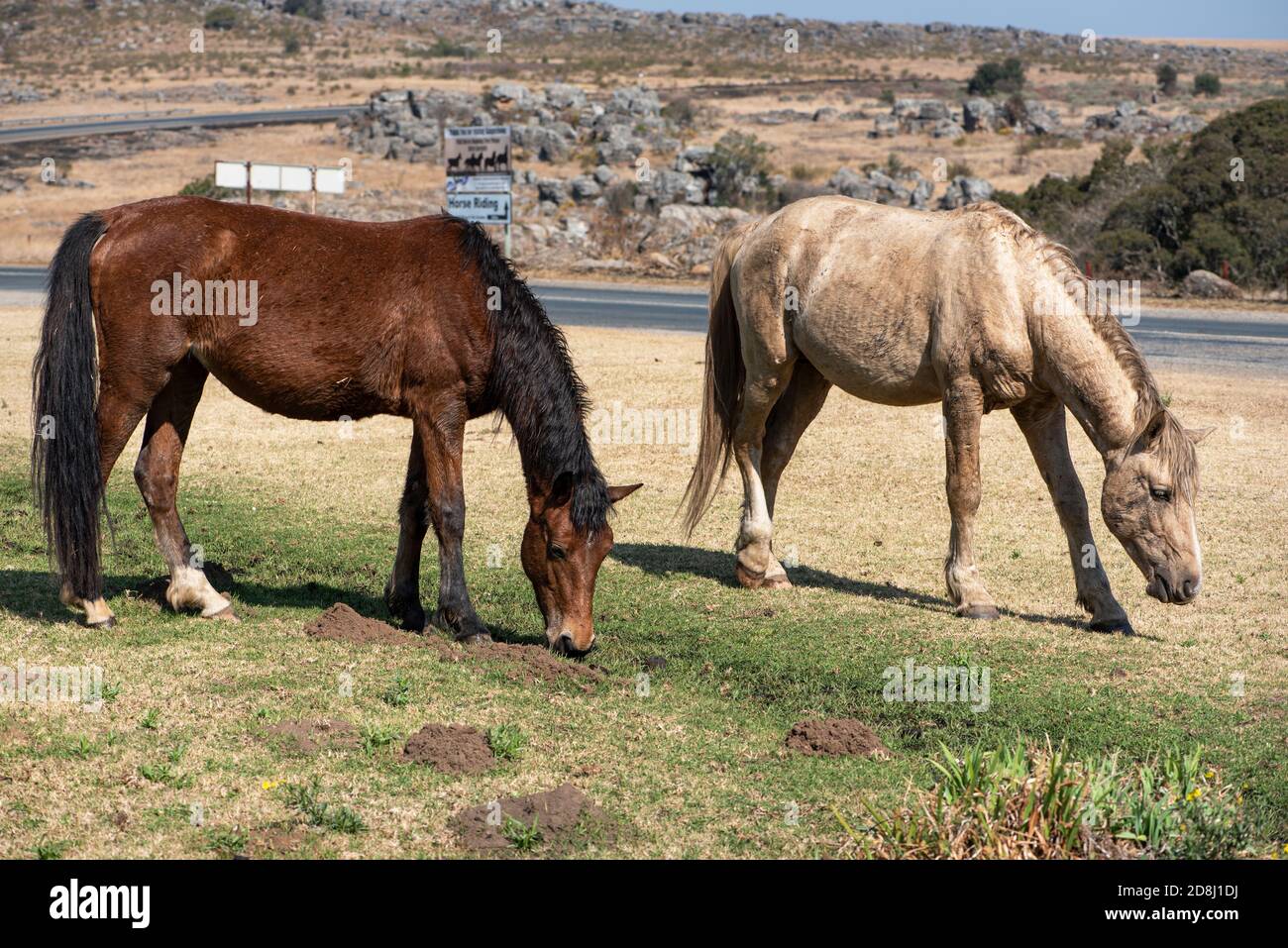 Due dei famosi cavalli selvaggi Kaapsehoop che pascolano pacificamente il prato di fronte ad uno dei ristoranti Foto Stock