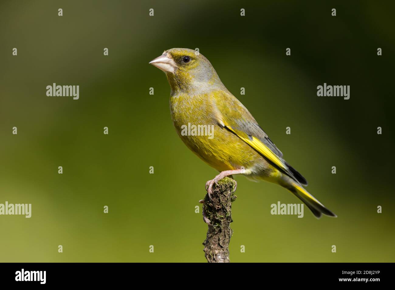Verdino appollaiato su un ramoscello Foto Stock
