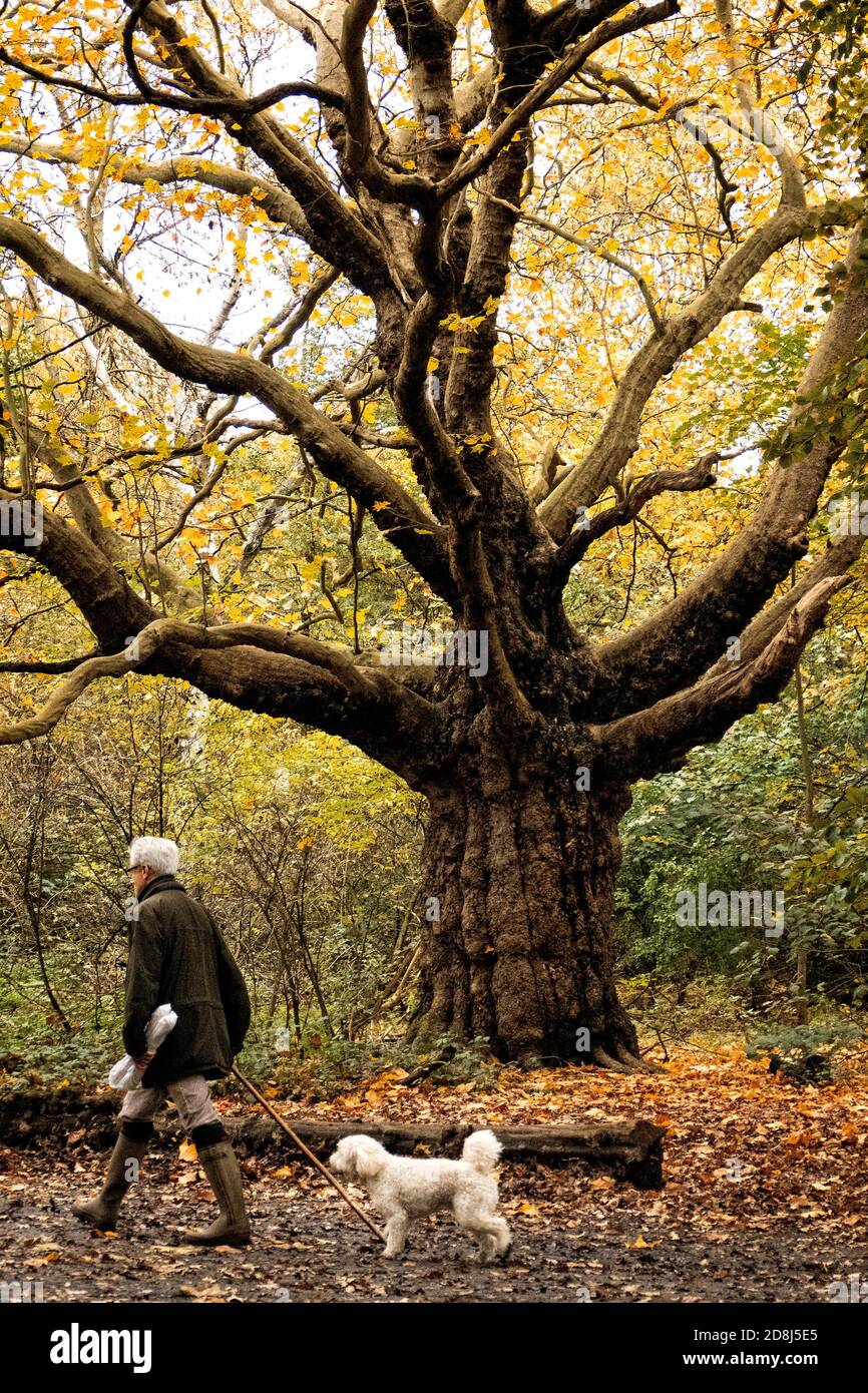 Le persone che godono di Hamstead Heath mentre Londra in blocco Tier 3 a causa di Corona Virus. Foto Stock