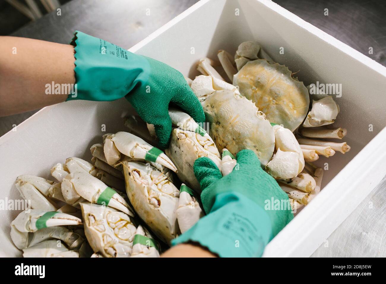 Sydney. 30 giugno 2020. Foto scattata il 30 giugno 2020 mostra granchi di cristallo alla compagnia Oceanic Trading in Australia Occidentale, Australia. Il granchio di cristallo, una delicatezza di pesce prodotta solo in acque profonde al largo della costa occidentale dell'Australia (WA), sarà presentato a più buongustai in occasione del China International Import Expo (CIIE) di quest'anno a Shanghai. PER ANDARE CON Intervista: Australian Seafood Company Eyes Market Opportunity attraverso CIIE Credit: Annelize Barron/Xinhua/Alamy Live News Foto Stock