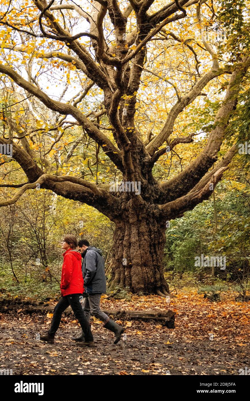 Le persone che godono di Hamstead Heath mentre Londra in blocco Tier 3 a causa di Corona Virus. Foto Stock