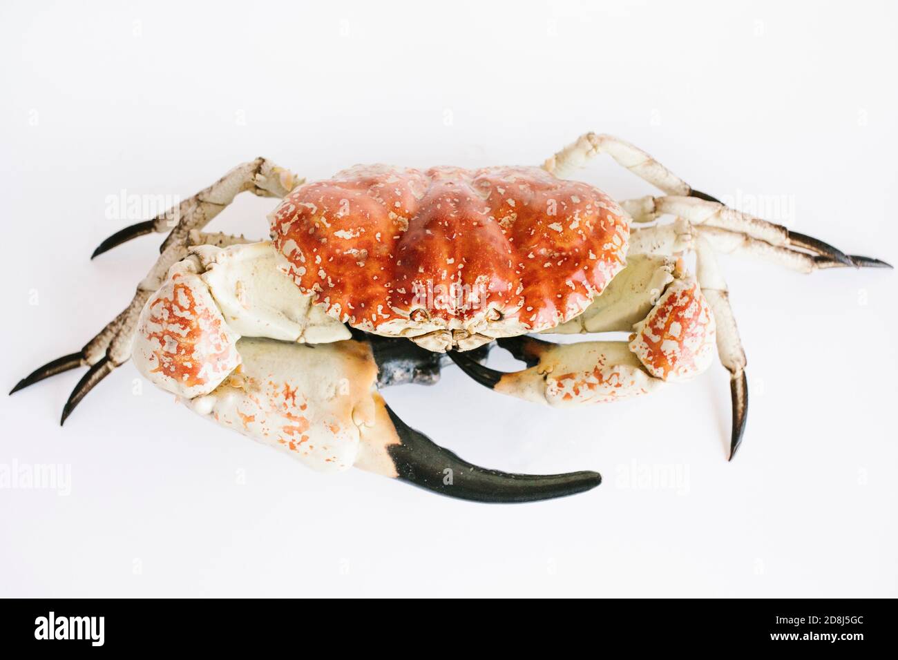 Sydney. 3 luglio 2020. Foto scattata il 3 luglio 2020 mostra un granchio reale alla compagnia di commercio di Oceanic nell'Australia occidentale, Australia. Il granchio di cristallo, una delicatezza di pesce prodotta solo in acque profonde al largo della costa occidentale dell'Australia (WA), sarà presentato a più buongustai in occasione del China International Import Expo (CIIE) di quest'anno a Shanghai. PER ANDARE CON Intervista: Australian Seafood Company Eyes Market Opportunity attraverso CIIE Credit: Annelize Barron/Xinhua/Alamy Live News Foto Stock
