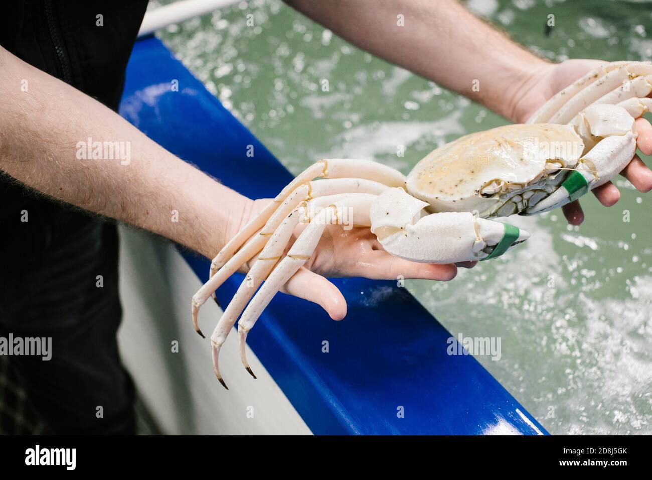 Sydney. 30 giugno 2020. Foto scattata il 30 giugno 2020 mostra un granchio di cristallo alla compagnia Oceanic Trading nell'Australia Occidentale, Australia. Il granchio di cristallo, una delicatezza di pesce prodotta solo in acque profonde al largo della costa occidentale dell'Australia (WA), sarà presentato a più buongustai in occasione del China International Import Expo (CIIE) di quest'anno a Shanghai. PER ANDARE CON Intervista: Australian Seafood Company Eyes Market Opportunity attraverso CIIE Credit: Annelize Barron/Xinhua/Alamy Live News Foto Stock