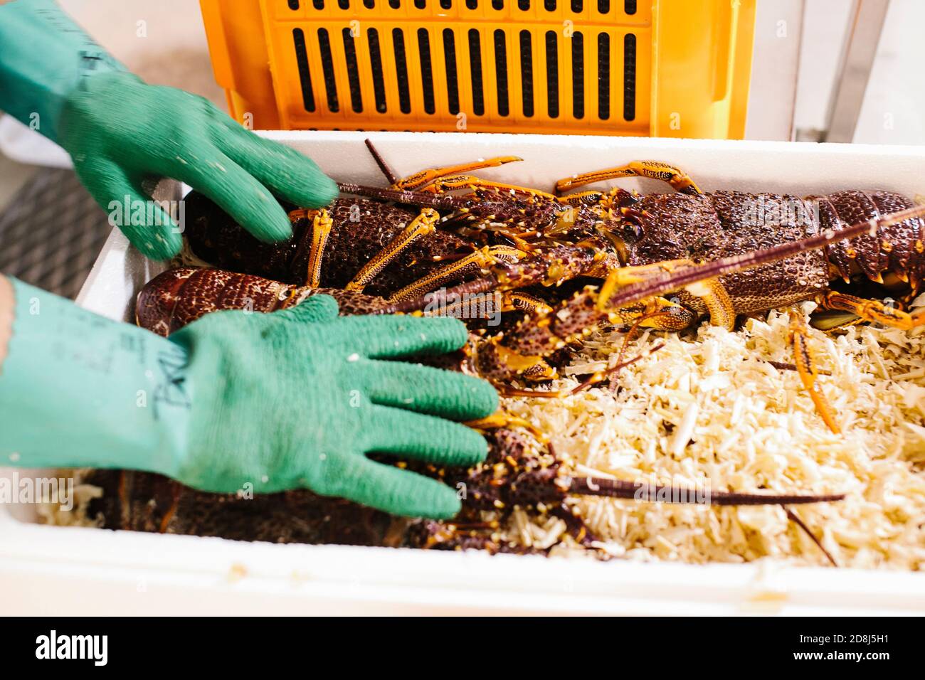 Sydney. 30 giugno 2020. Foto scattata il 30 giugno 2020 mostra le aragoste alla compagnia Oceanic Trading nell'Australia Occidentale, Australia. Il granchio di cristallo, una delicatezza di pesce prodotta solo in acque profonde al largo della costa occidentale dell'Australia (WA), sarà presentato a più buongustai in occasione del China International Import Expo (CIIE) di quest'anno a Shanghai. PER ANDARE CON Intervista: Australian Seafood Company Eyes Market Opportunity attraverso CIIE Credit: Annelize Barron/Xinhua/Alamy Live News Foto Stock