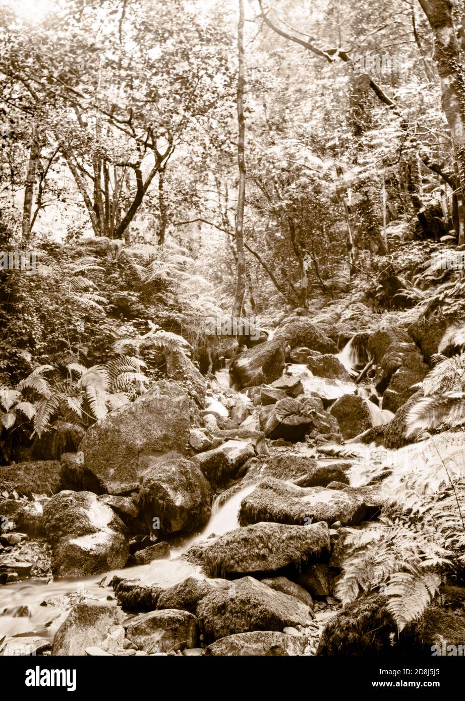 Una fotografia con tonalità seppia scattata su un foglio negativo in Una videocamera da 7 x 5 pollici a piastra nel luglio 2020 Del flusso che scorre attraverso Horner Woods su Exmoor UK Foto Stock