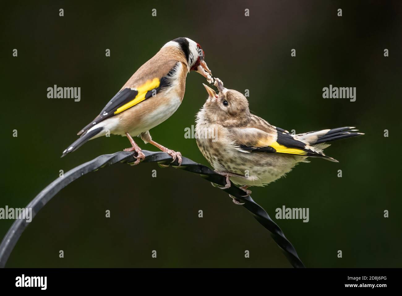 Goldfinch in pulcino di alimentazione primaverile Foto Stock