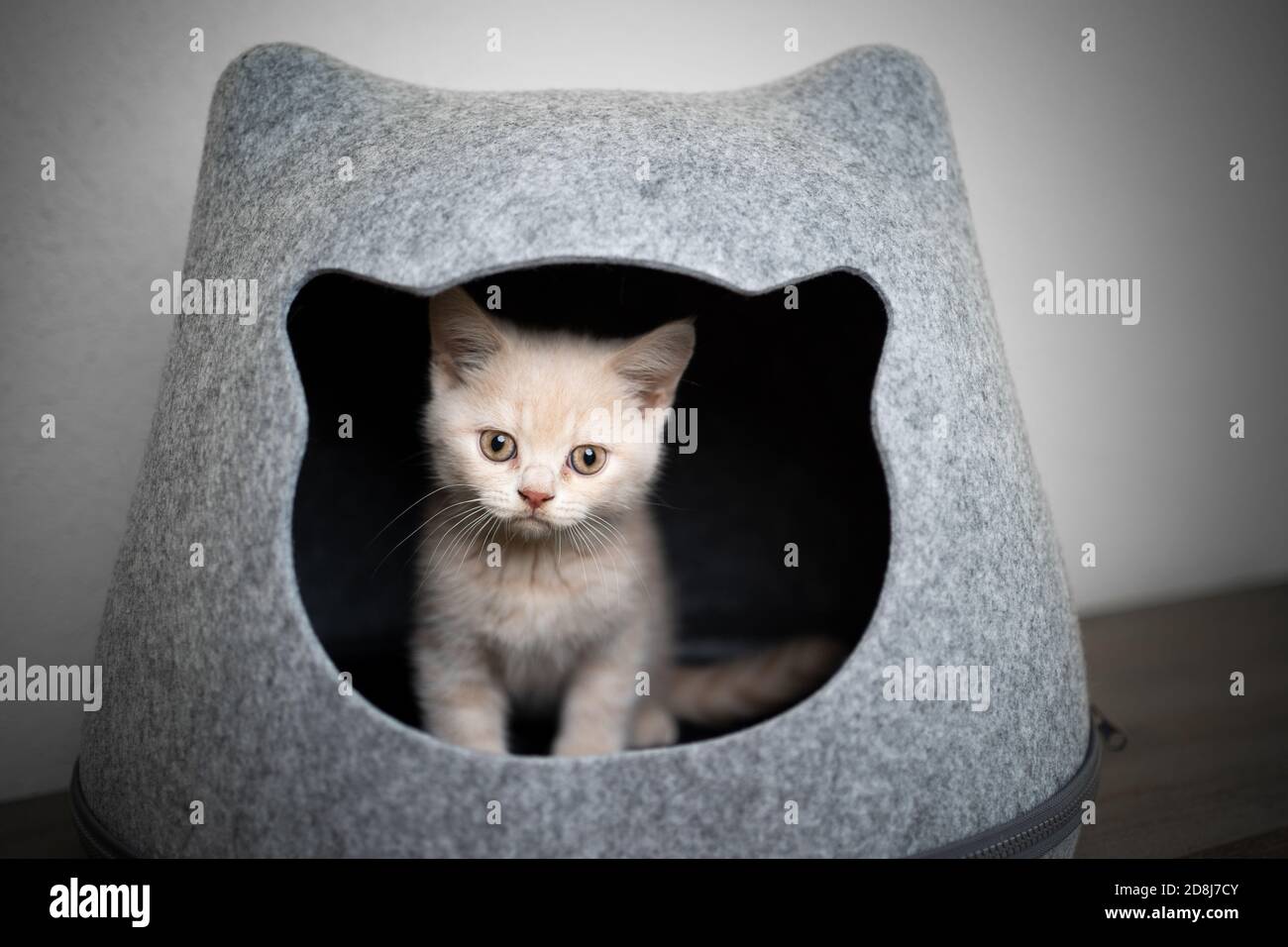 carino gattino shorthair britannico color crema all'interno di gatto a forma di grotta di animali domestici che guarda la macchina fotografica Foto Stock