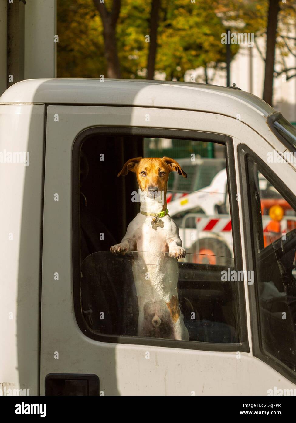 Piccolo cane che si alza guardando fuori dalla finestra di un furgone Foto Stock
