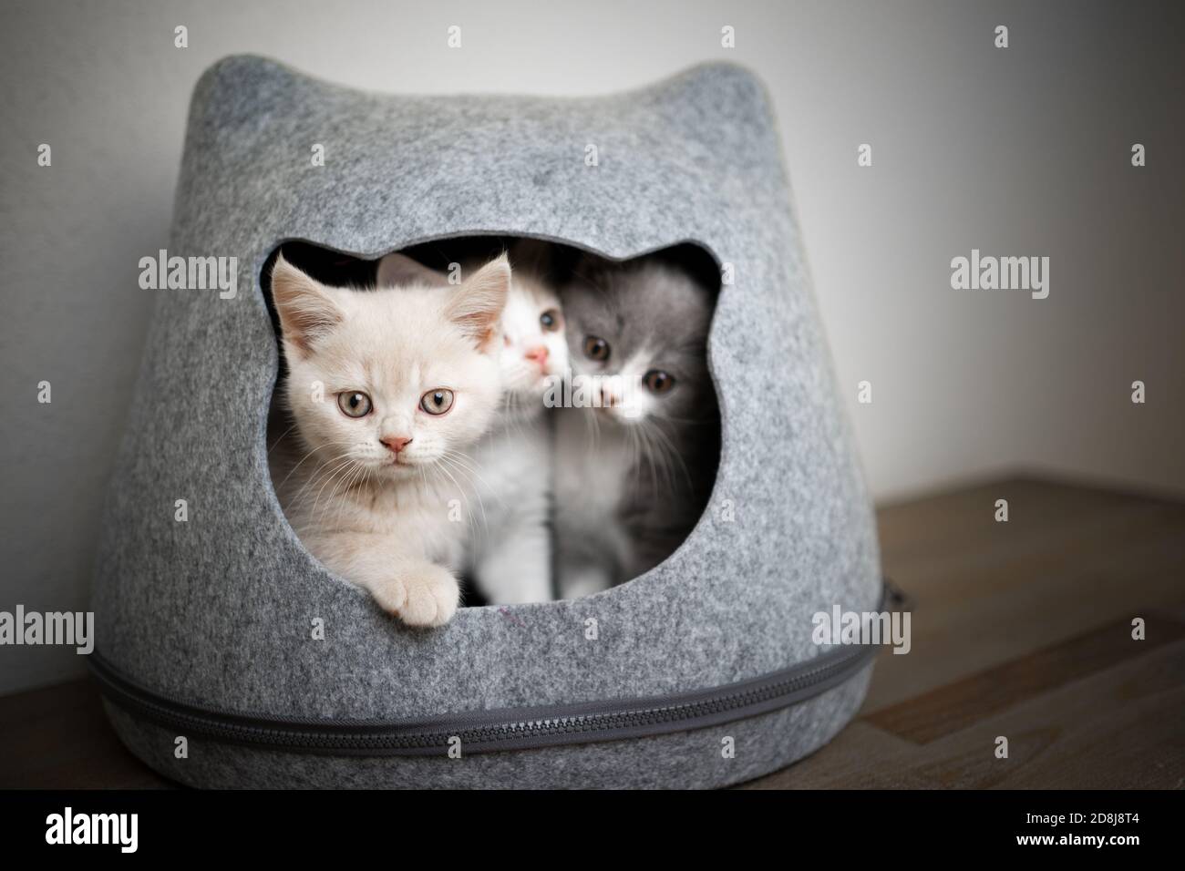 tre cuccioli inglesi shorthair di colore diverso all'interno dell'animale domestico grotta Foto Stock