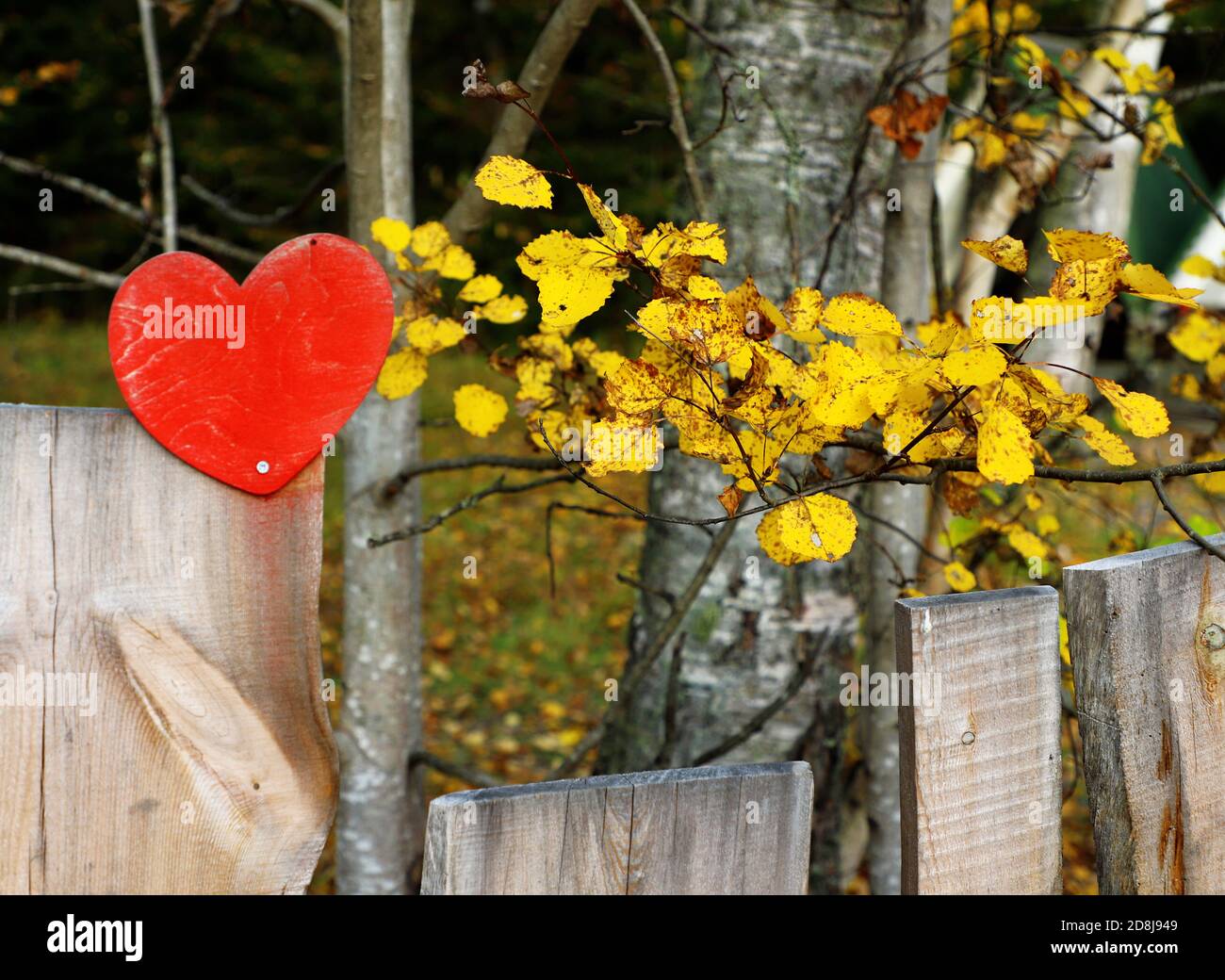 Rosso, decorazione del cuore di legno, giallo, foglie d'autunno sullo sfondo. Primo piano. Foto Stock