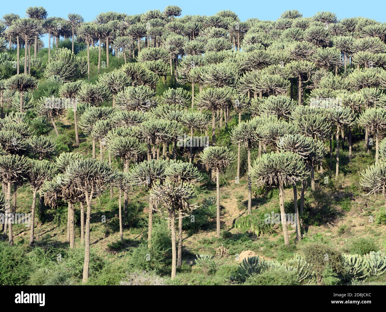 Euphorbia bussei a grandezza d'albero cresce sulle pendici di una collina rocciosa. . . Sinya Wildlife Management Area, Tanzania. Foto Stock