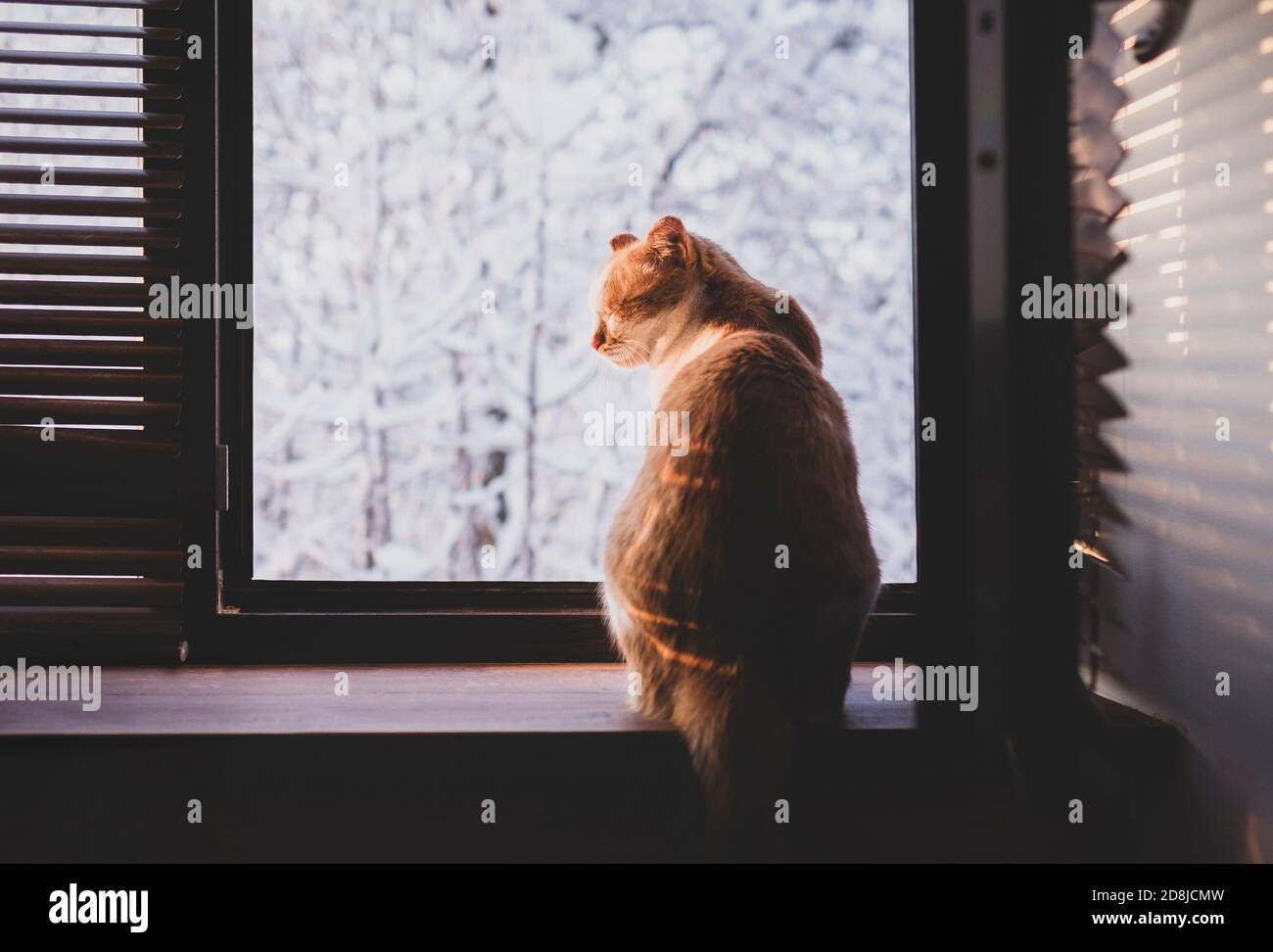 Gatto carino seduto sul davanzale della finestra e godendo l'inverno Foto Stock