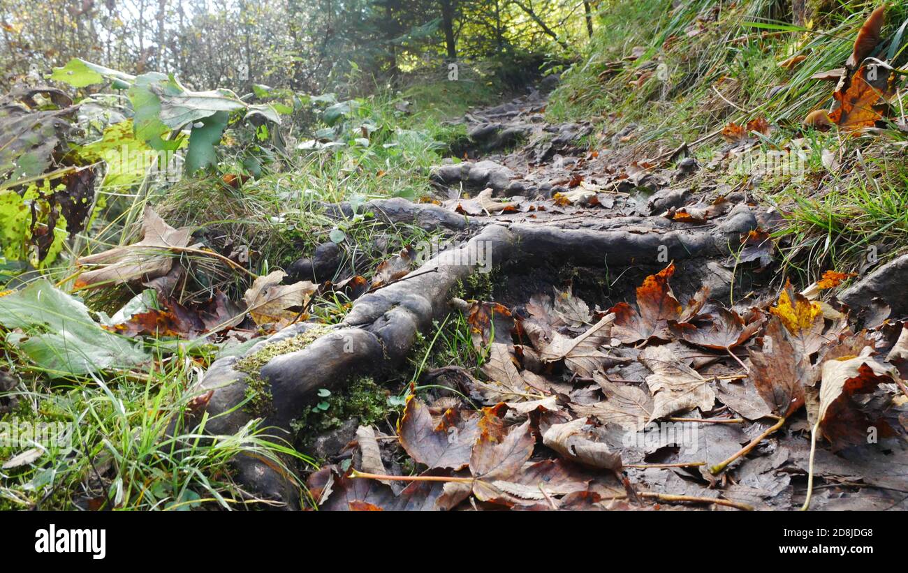 Accogliente sentiero attraverso una foresta verde coperta di vecchio gnarled radici e foglie d'autunno al sole Foto Stock