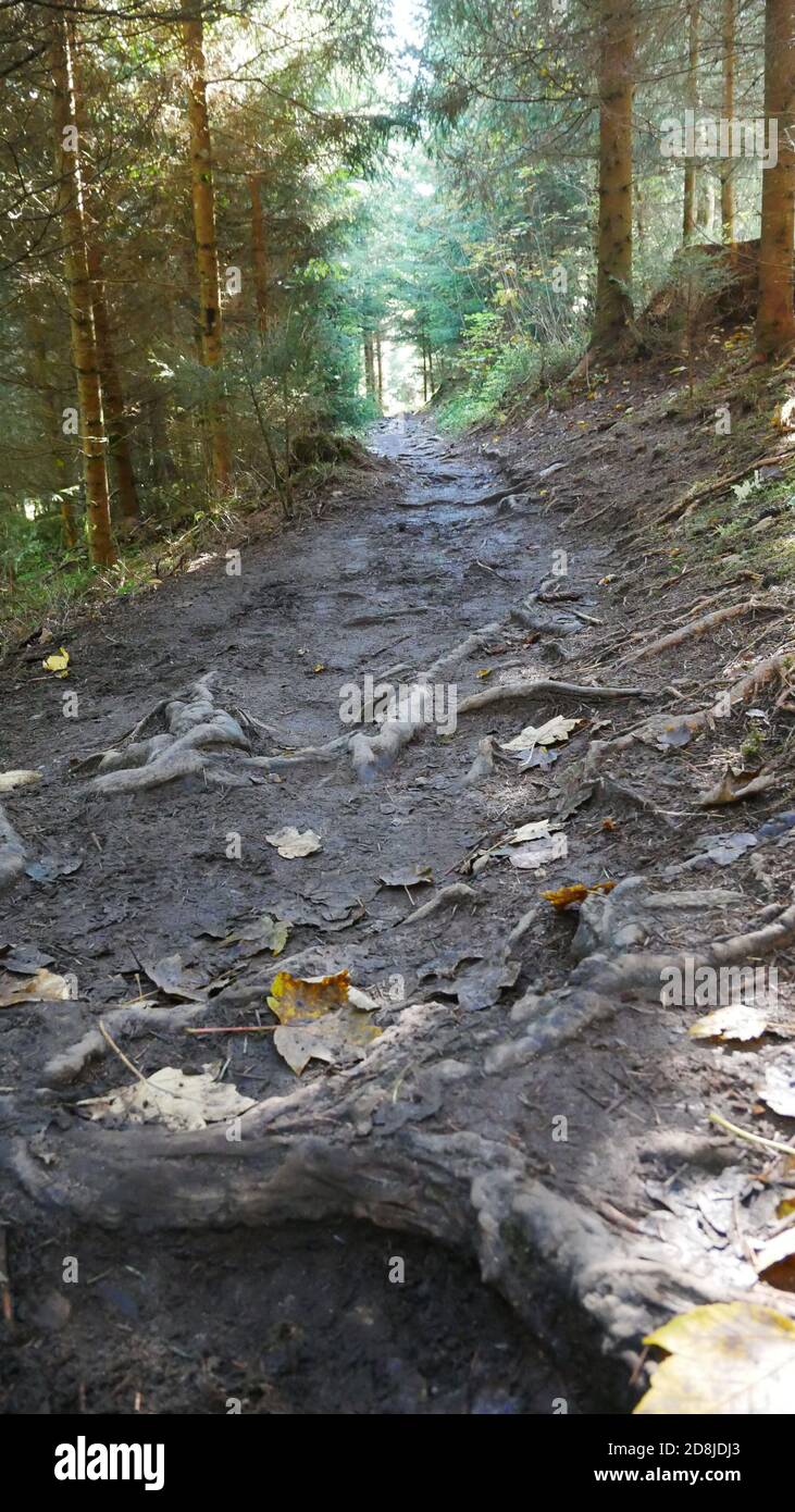Accogliente percorso un po' fangoso attraverso una foresta coperta di vecchio radici gnarled Foto Stock