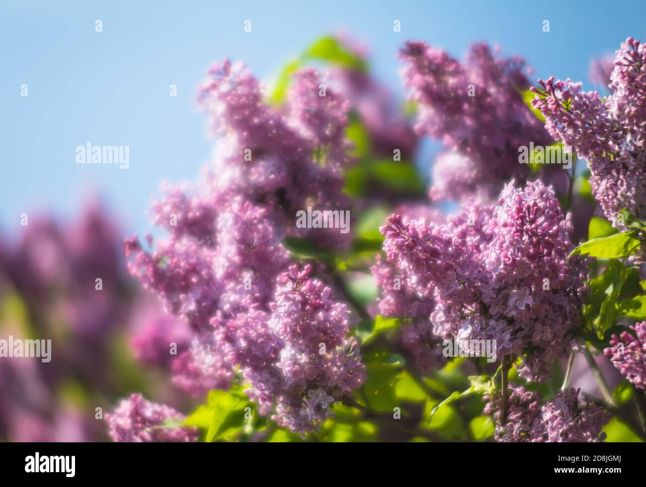 Immagine di messa a fuoco morbida del ramo in fiore di un lilla viola. Primavera fiori lilla albero. Lilla fiorisce in primavera. Foto Stock