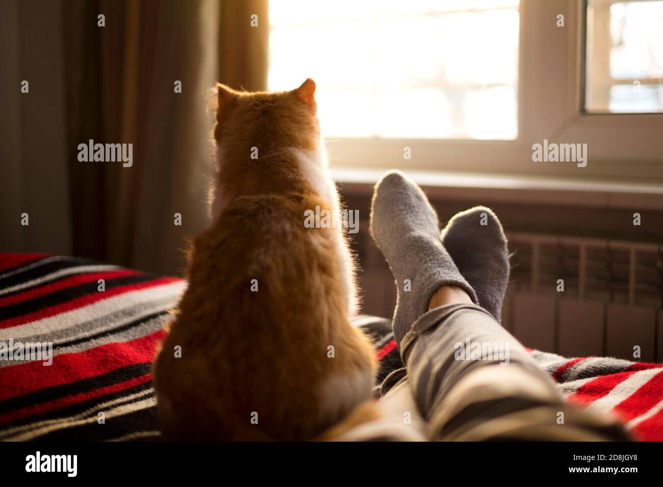 disteso e rilassante a letto con gatto di fronte alla finestra in una giornata di sole. Foto Stock