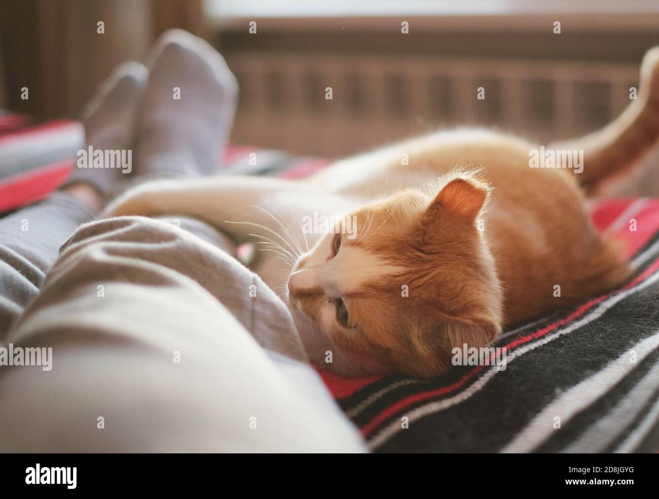 disteso e rilassante a letto con gatto di fronte alla finestra in una giornata di sole. Foto Stock