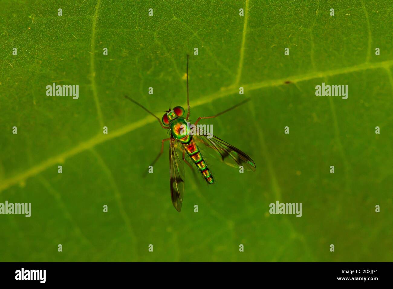Primo piano immagine di un Condylostylostylus caudatus volare su una foglia di fagiolo verde. L'immagine dell'obiettivo macro mostra i dettagli del corpo sottile e peloso, con una vivace superficie metallica Foto Stock