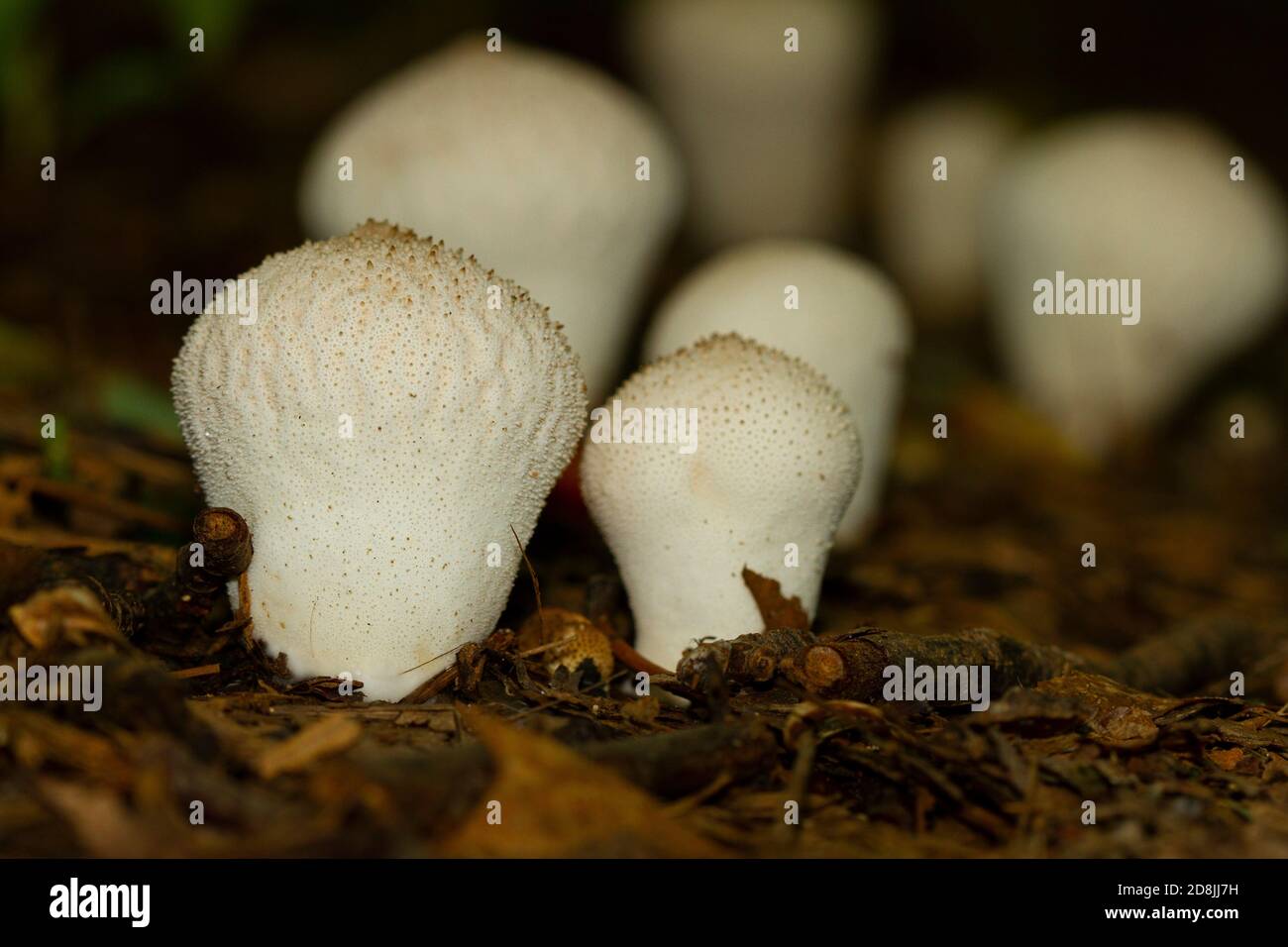 Immagine isolata di Lycoperdon perlatum a.k.a fungo puffball comune, un fungo ruvido a forma di randello bianco che cresce sul pavimento umido della foresta dopo ra Foto Stock