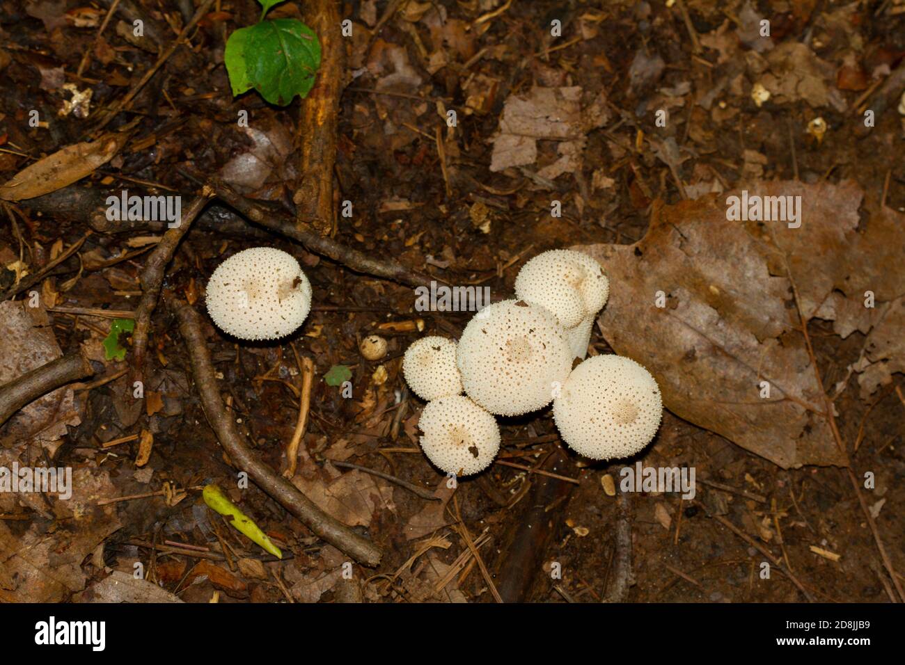 Immagine isolata di comune fungo puffball a.k.a Lycoperdon Perlatum, un fungo bianco a forma di club che cresce sul fondo umido della foresta dopo la pioggia. L'immagine era t Foto Stock