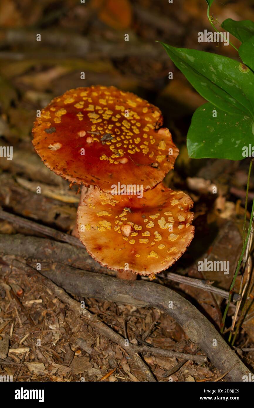 Immagine isolata di Amanita muscaria a.k.a Fly fungo agarico che cresce su umido fondo forestale dopo la pioggia. L'immagine è stata scattata nel Maryland Foto Stock