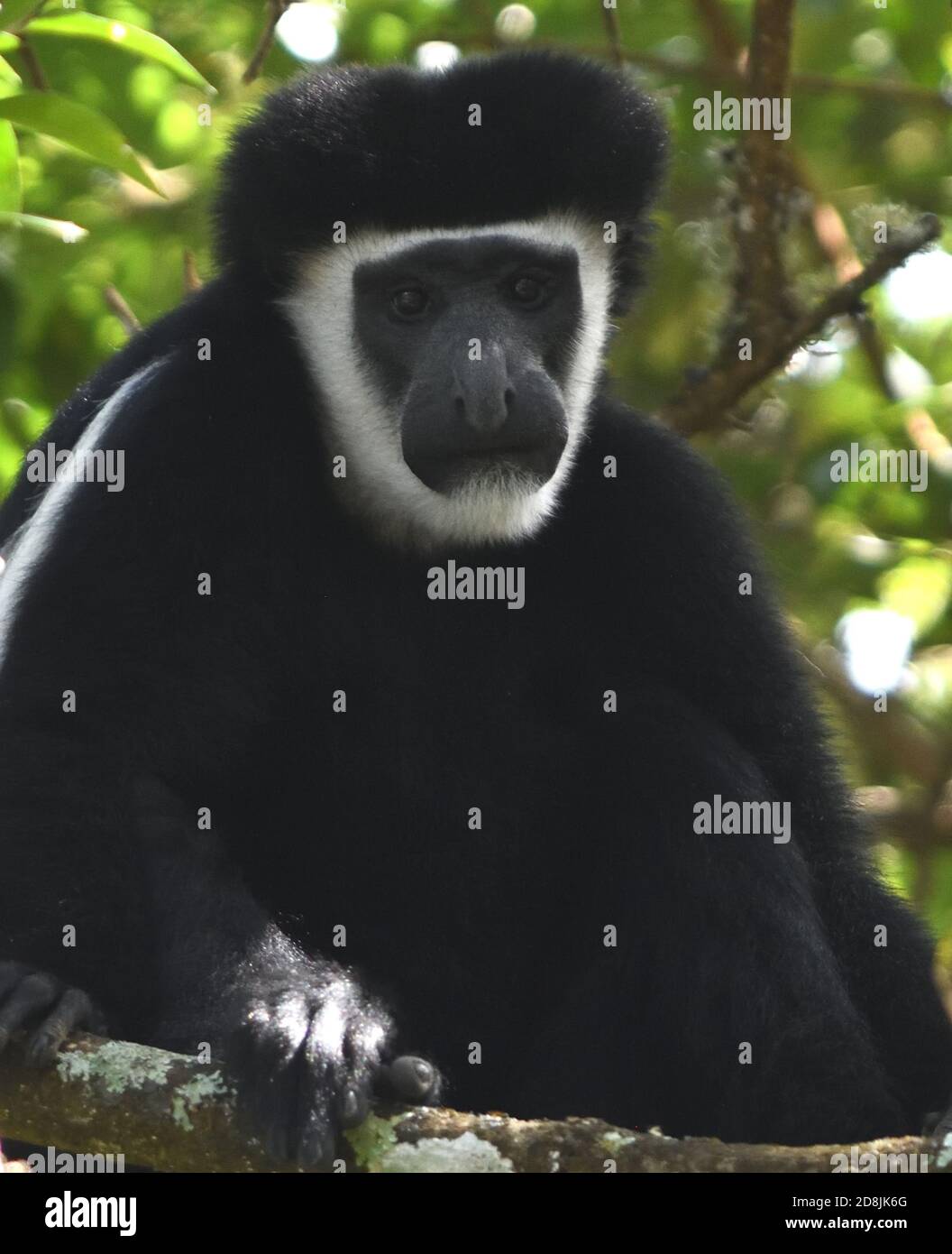 Un Black and White Colobus Monkey, mantled (guereza Colobus guereza), si rilassa sui rami di alberi per digerire il suo pasto di foglie. Parco Nazionale di Arusha. Foto Stock